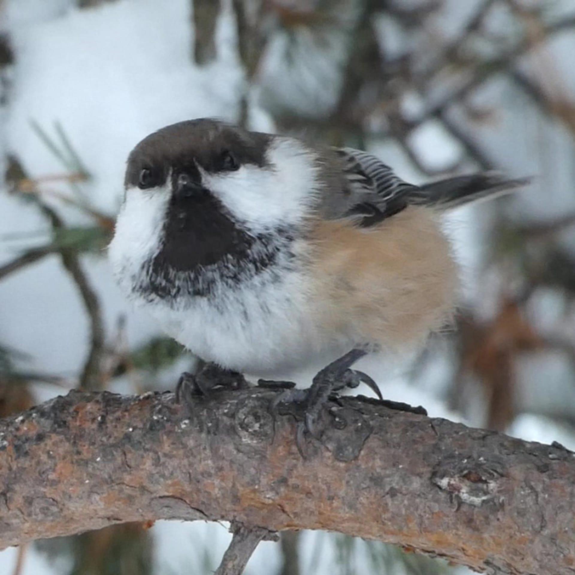 A Siberian Tit on a branch.