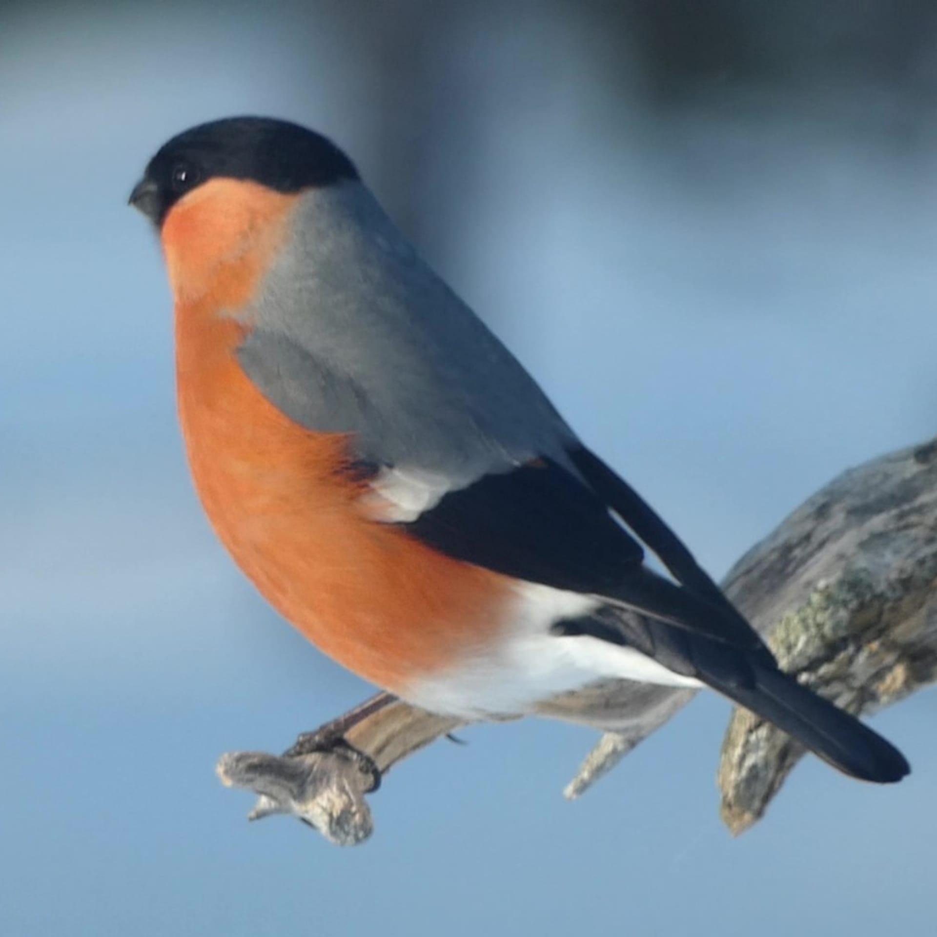 A Bullfinch on a branch.