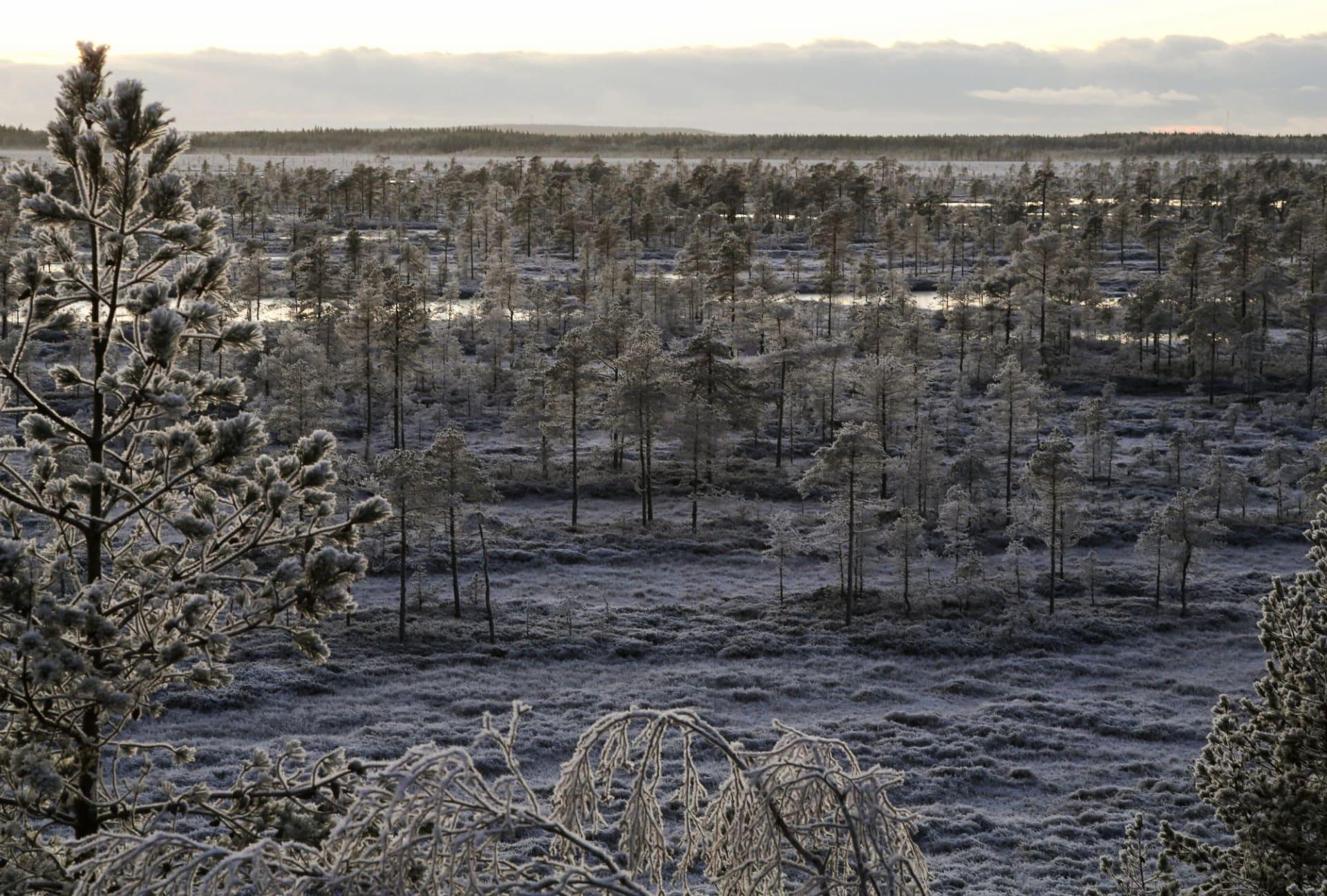 Kauhaneva at wintertime.