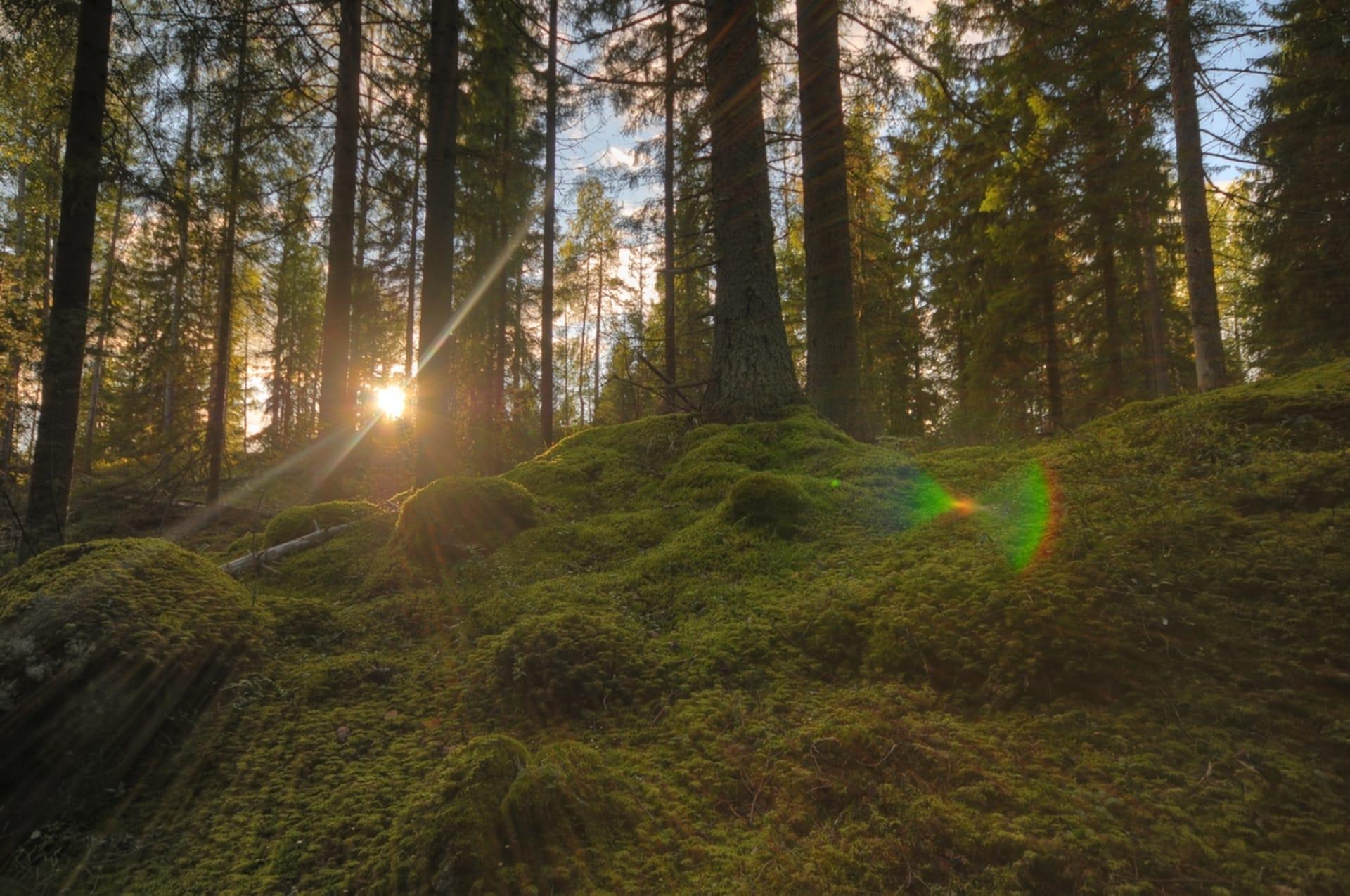 Sammalmetsä kutsuu