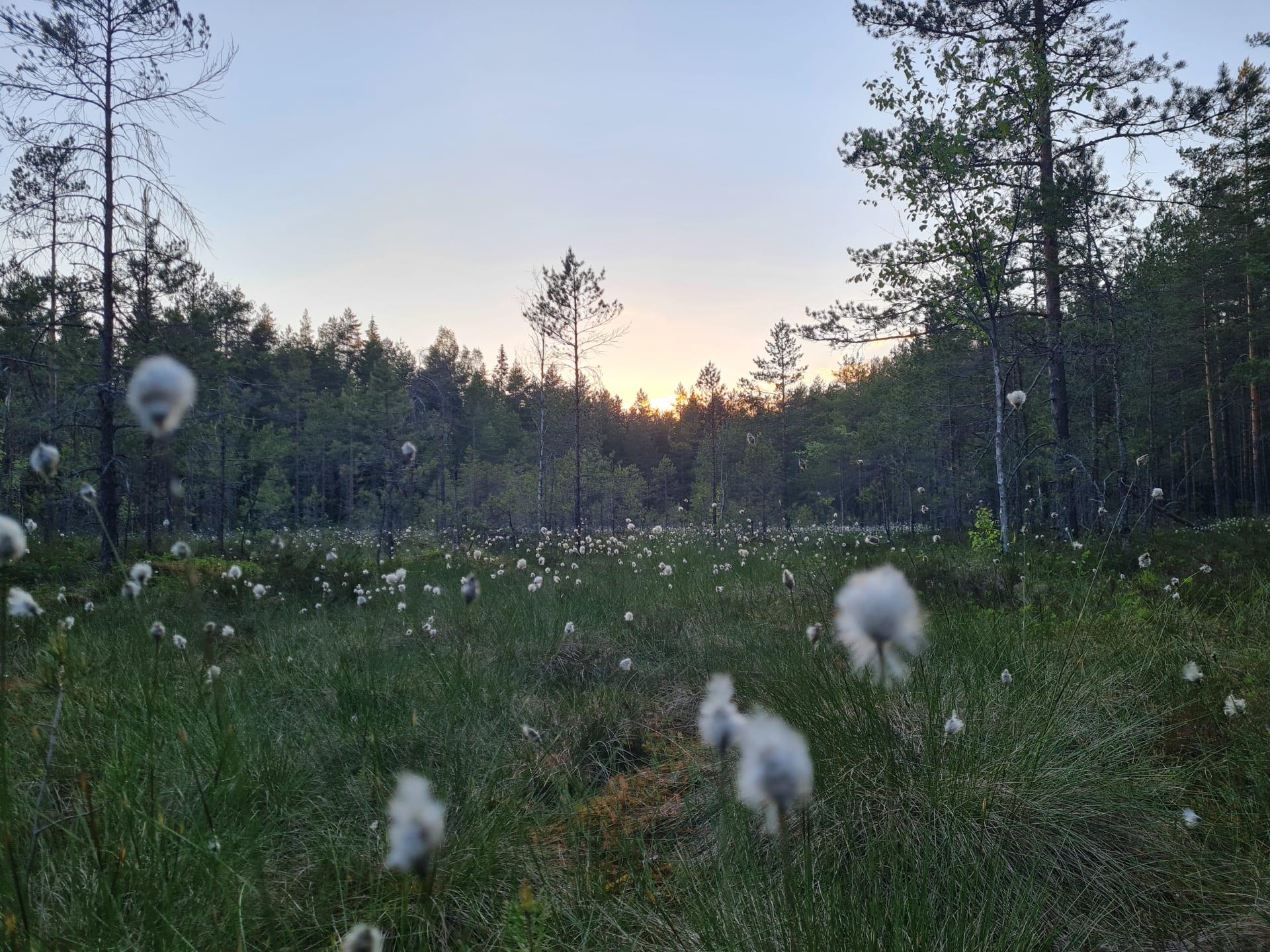 Hawkhill-bog