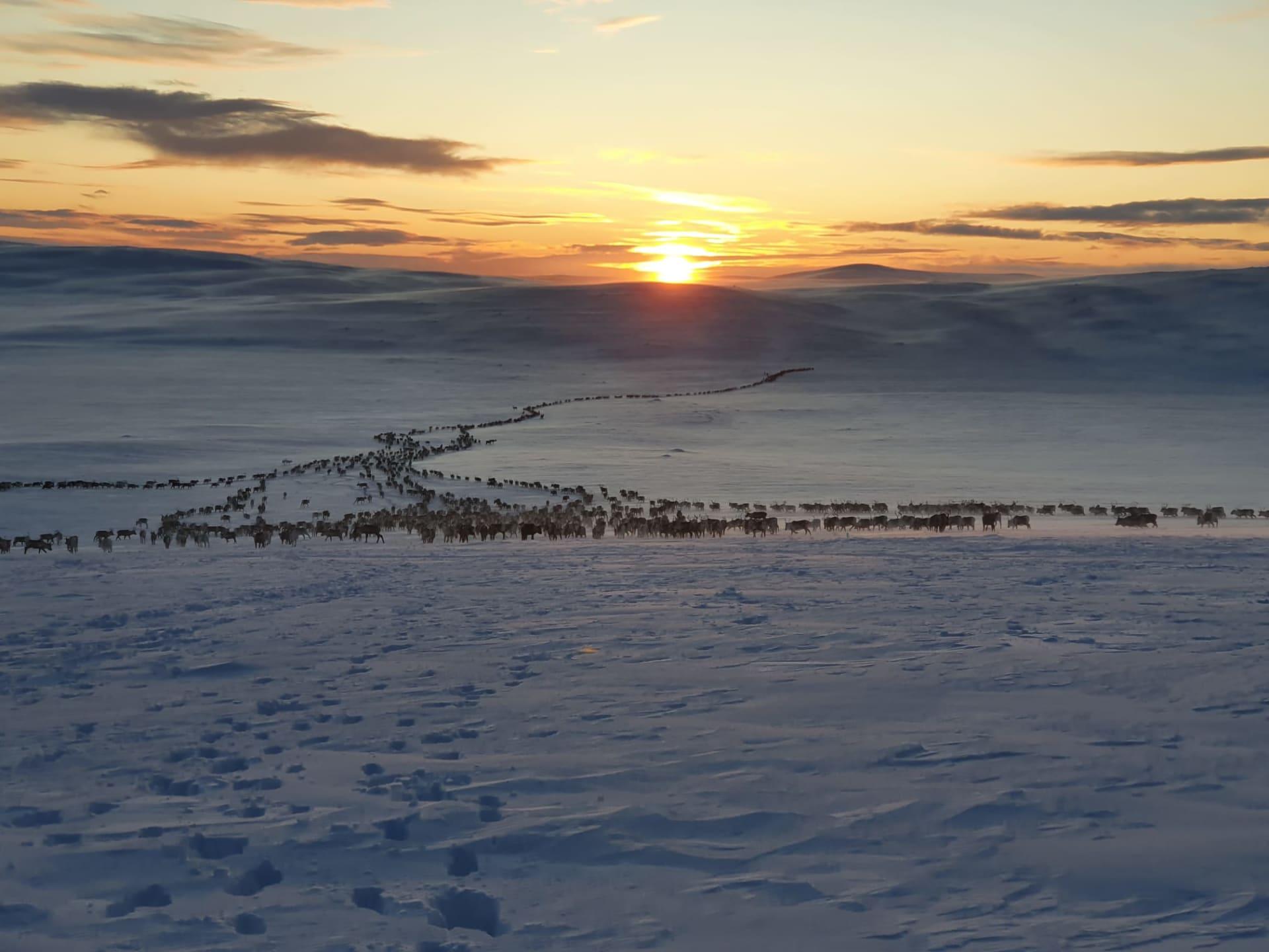 Reindeer graze freely on the fells in Utsjoki region.