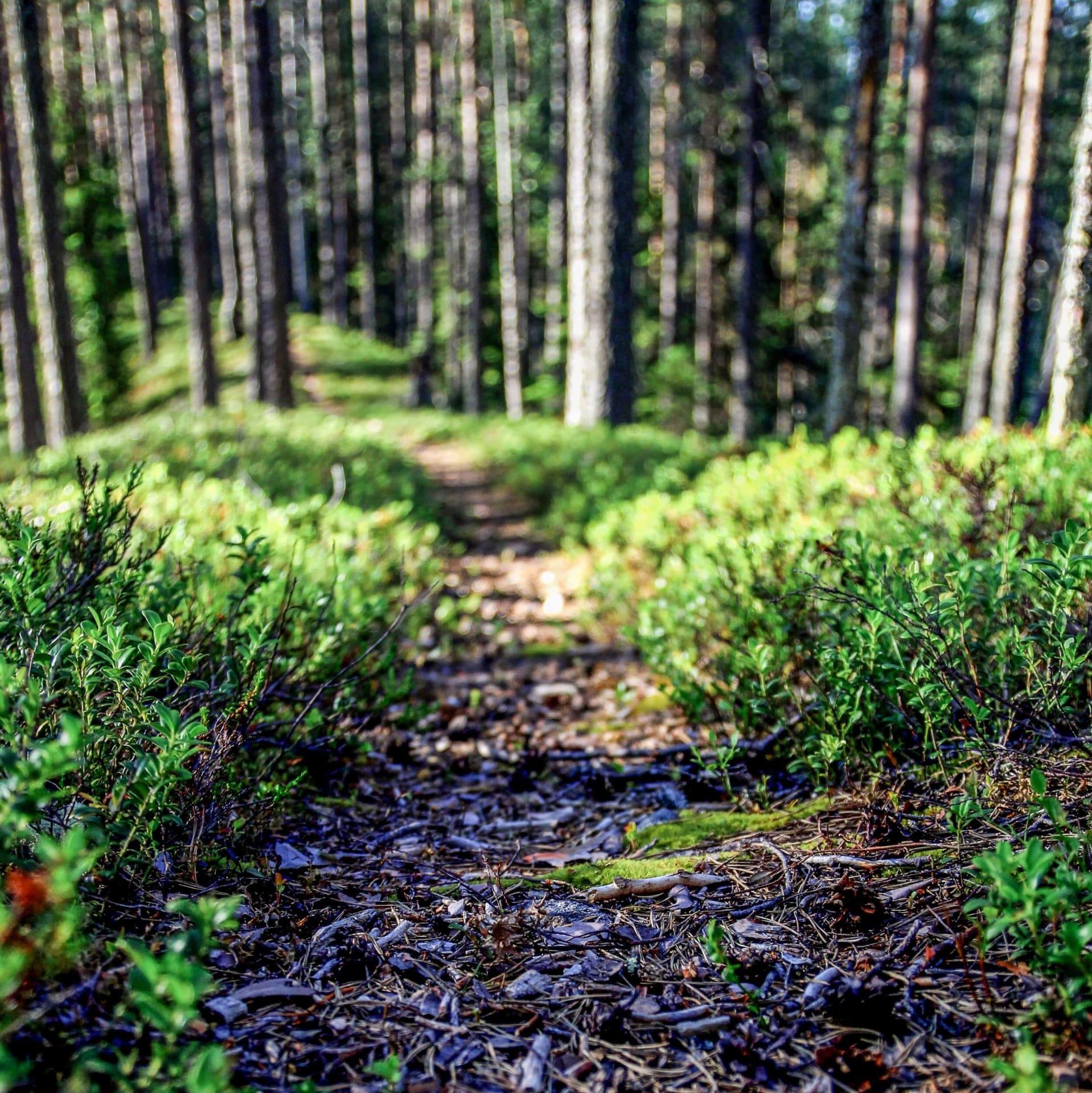 Polku johdattaa metsäkylpyyn