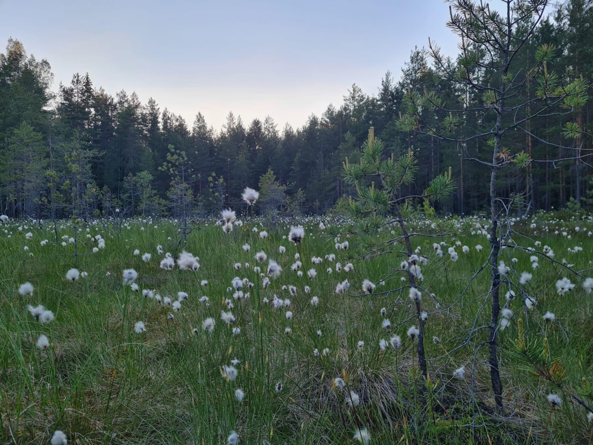 Haukansuo bog