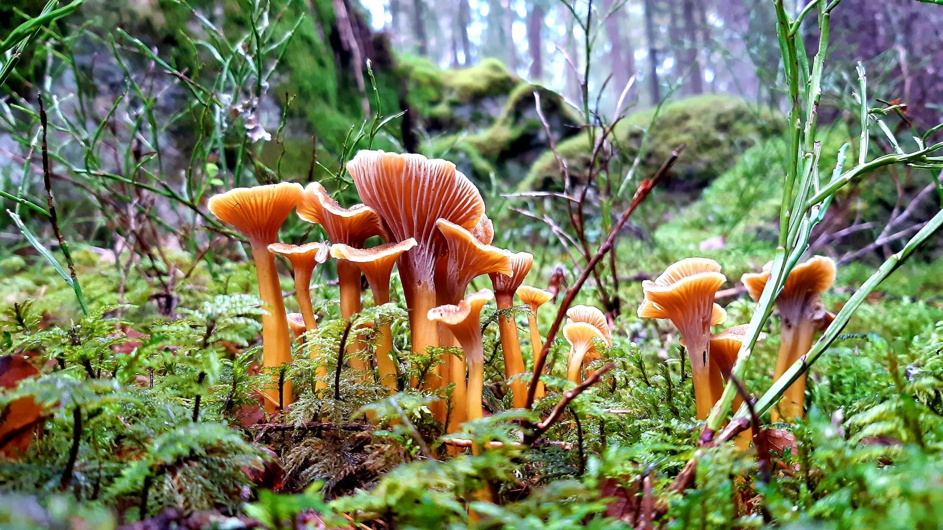 Mushroom Foraging in Nuuksio