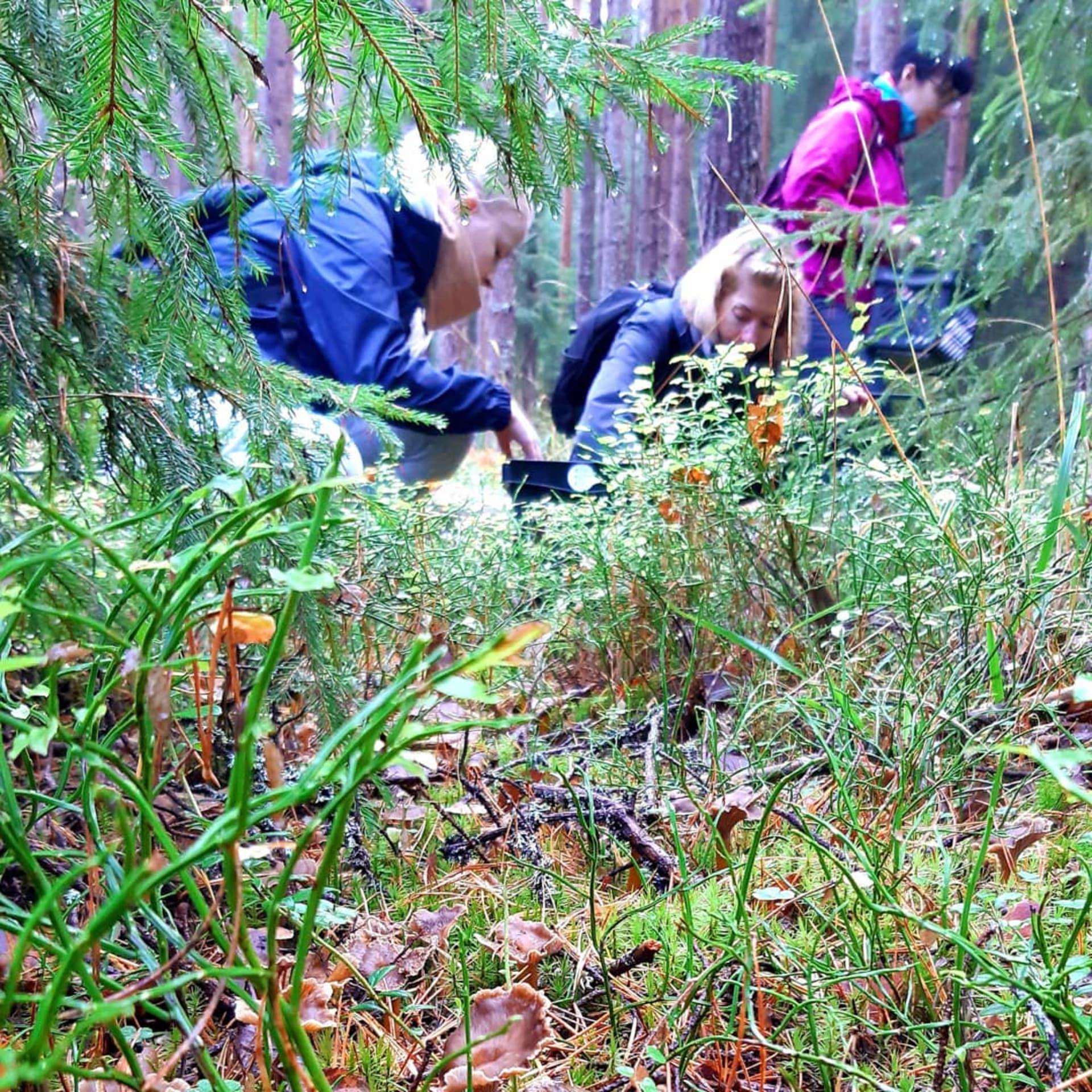 Sieniretki / Mushroon Foraging