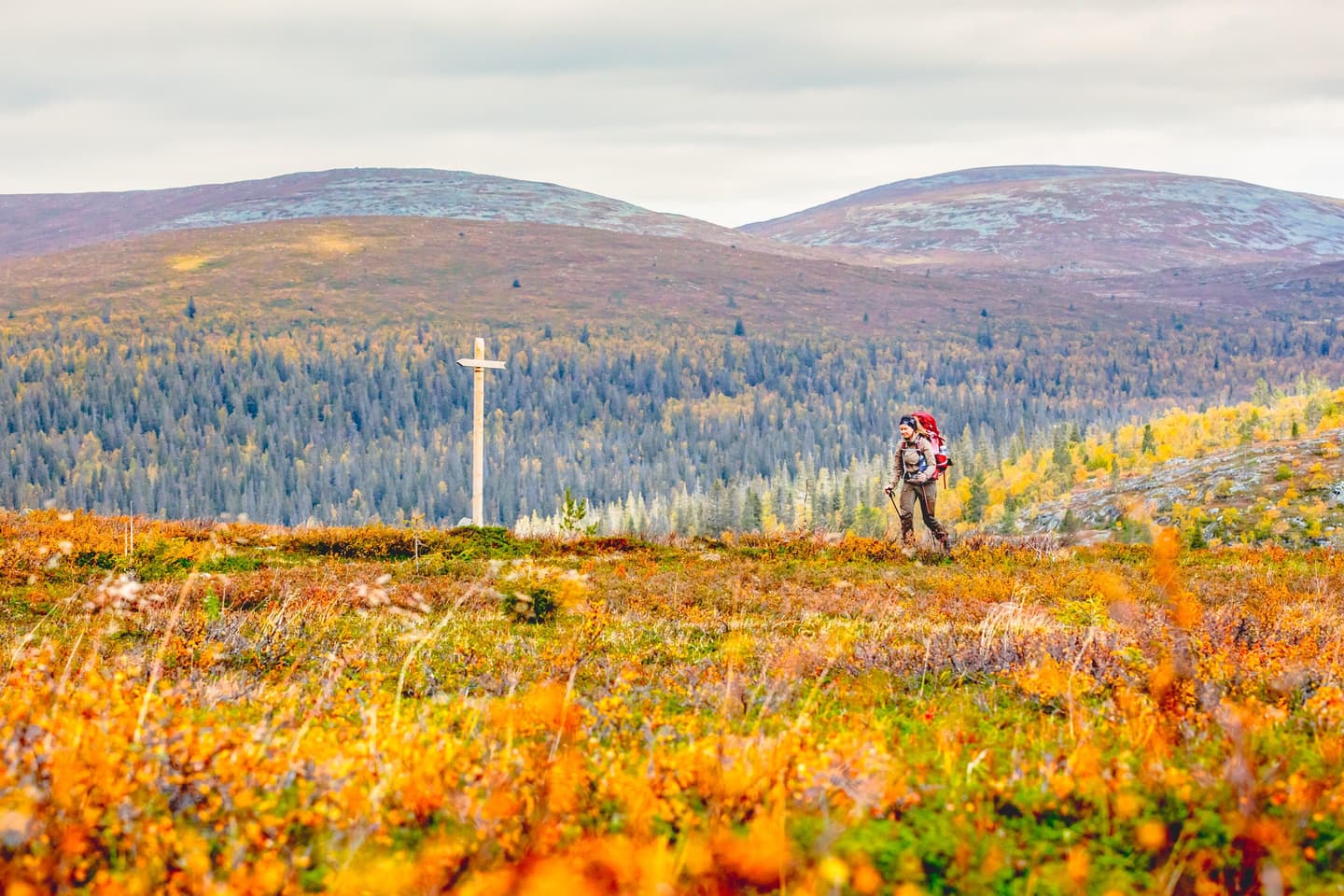 Image: Rami Valonen Leaves colored by autumn. A lone hiker walks on the trail. In the background, a mountainous landscape.