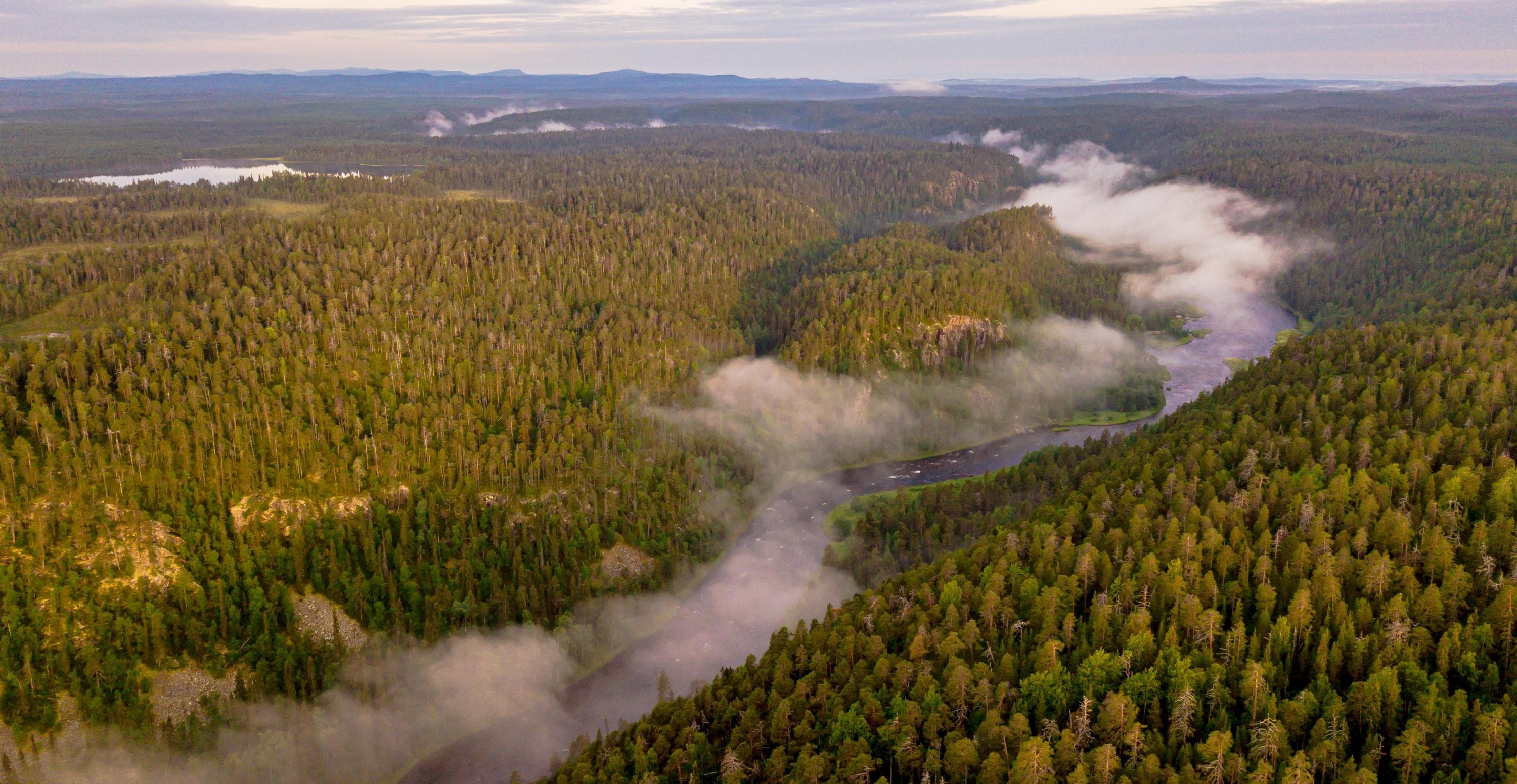 Bild: Ville Levijärvi Luftbild av en skogslanskap belyst av morgonsolen, där en smal flod flyter genom mitten. Dimma svävar över floden.