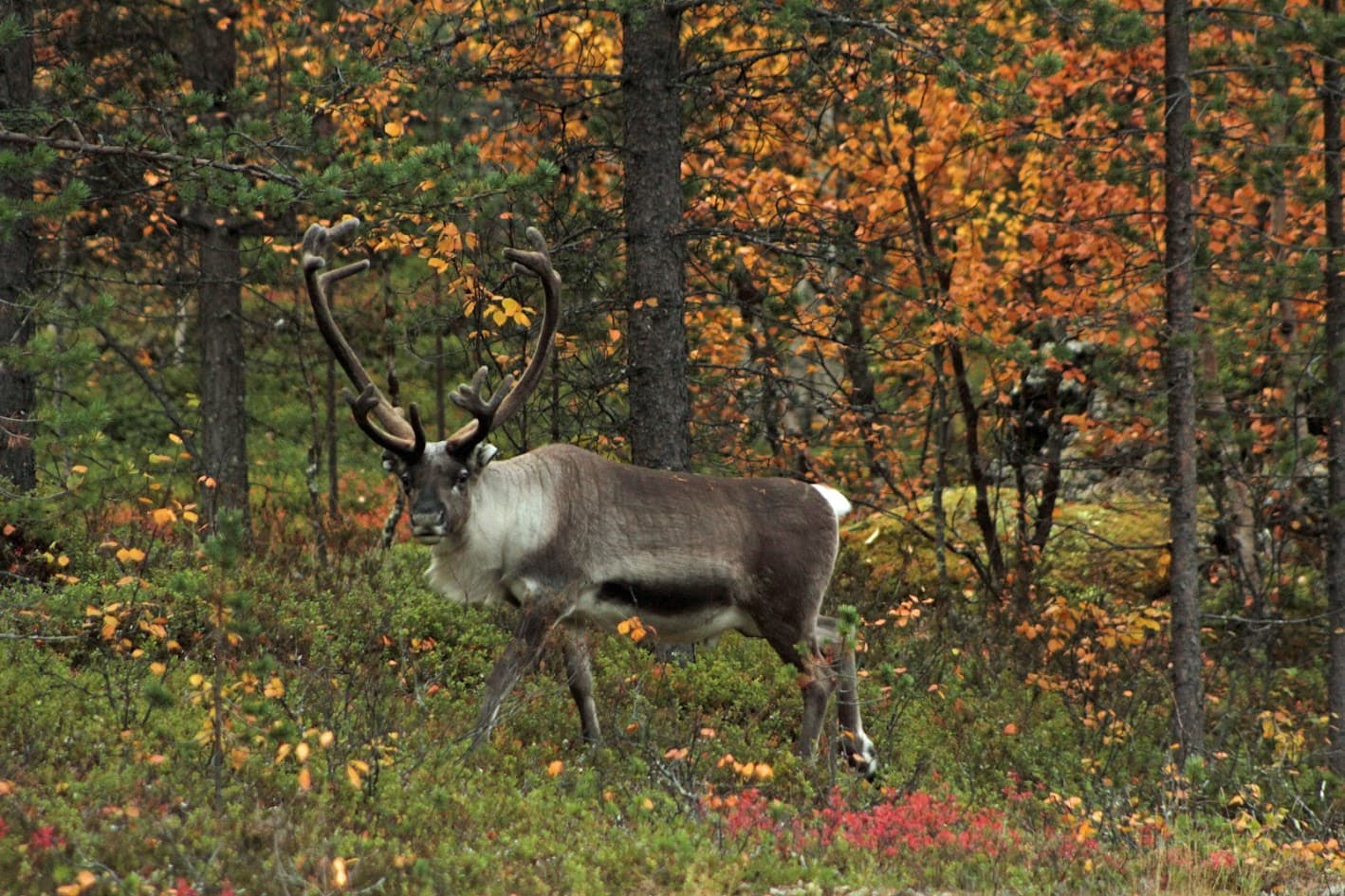 Image: Kirsi Ukkonen Large-antlered reindeer stands in the front of yellow-leaved trees.
