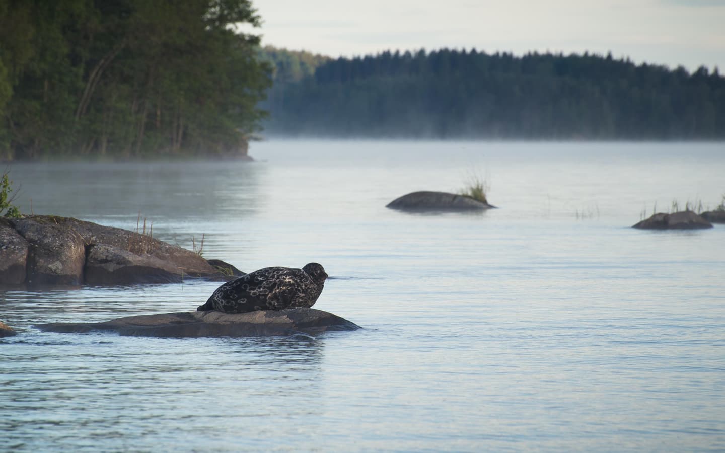 Kuva: Vesa Nikkanen Täplikäs hylje makaa kivellä järvessä.