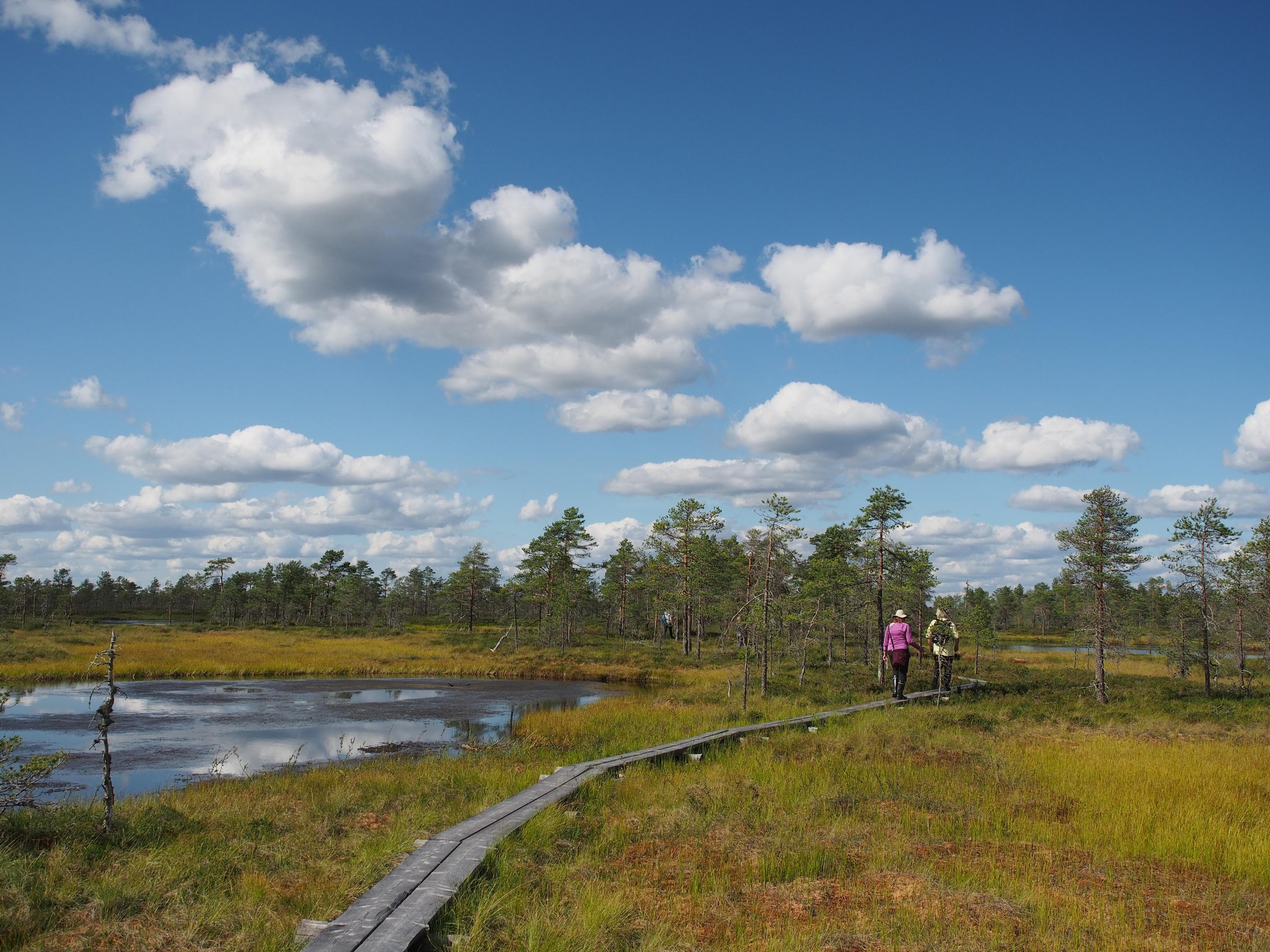 Kuva: Pasi Talvitie Suomaisema ja allikko. Taustalla metsää sekä kaksi retkeilijää kävelemässä pitkospuilla.