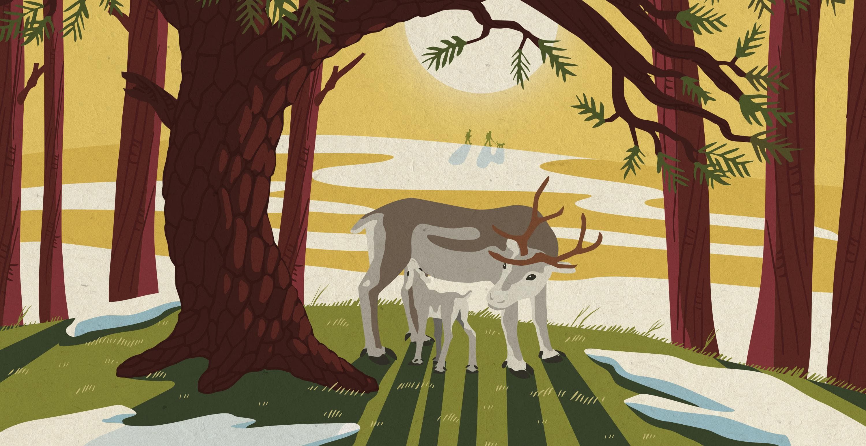 Image: Anna Pakkanen Poro imettää vasaa. Kauempana liikuu retkeilijöitä.