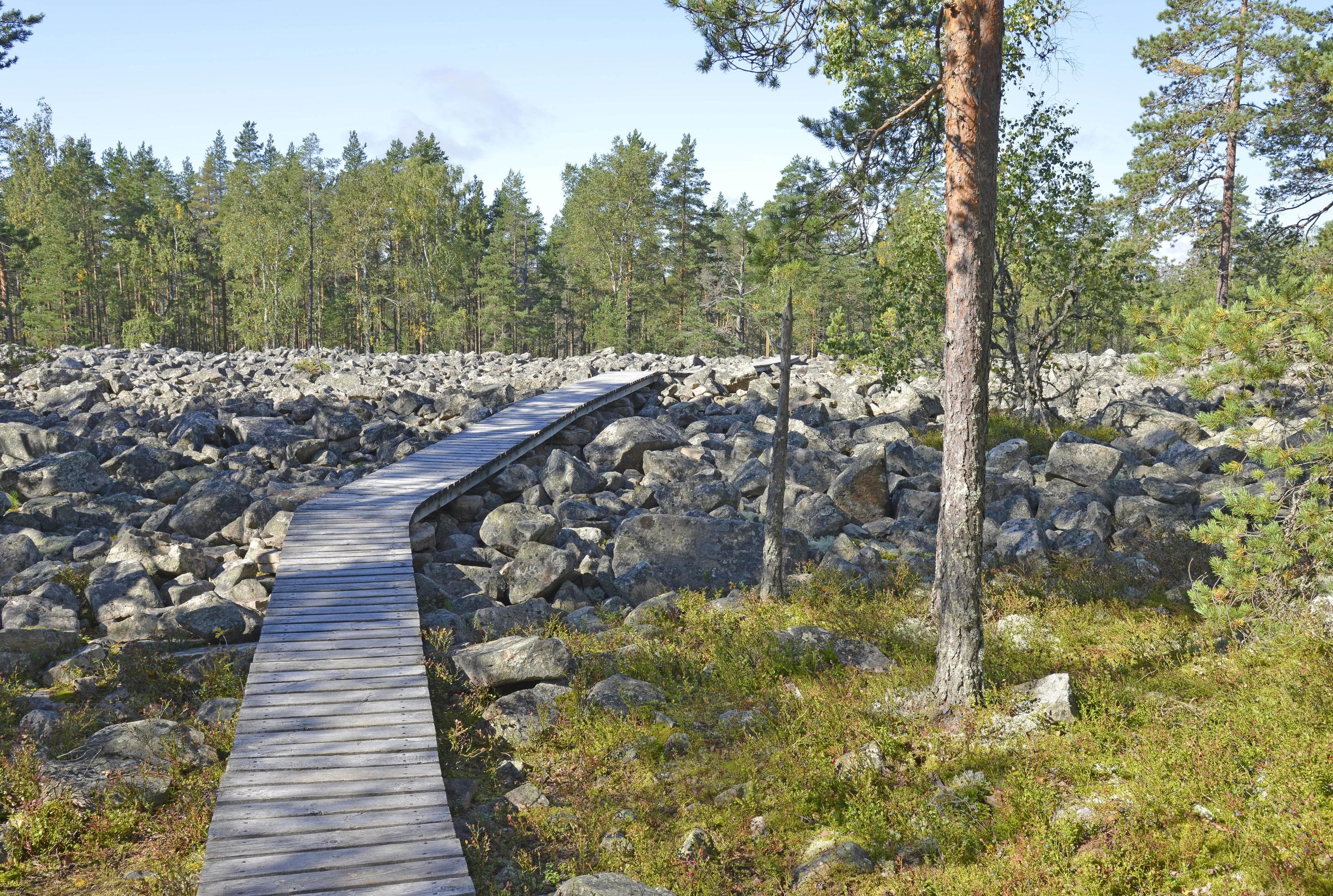 Kuva: Terttu Hermansson Pitkospuureitti kivikon päällä. Kivilouhikkoa ympäröi kesäinen metsä.