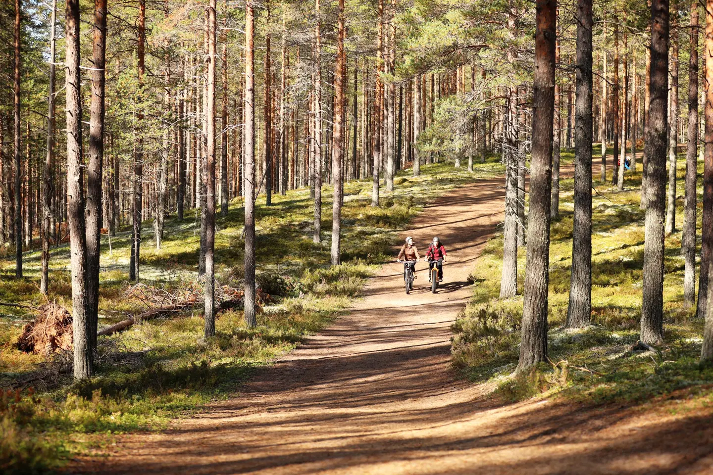 Kuva: Harri Tarvainen / Rokua Geoparks Kaksi maastopyöräilijää hiekkatiellä metsässä. Ympäröivä metsä on valoisaa, kesäistä mäntykangasta.