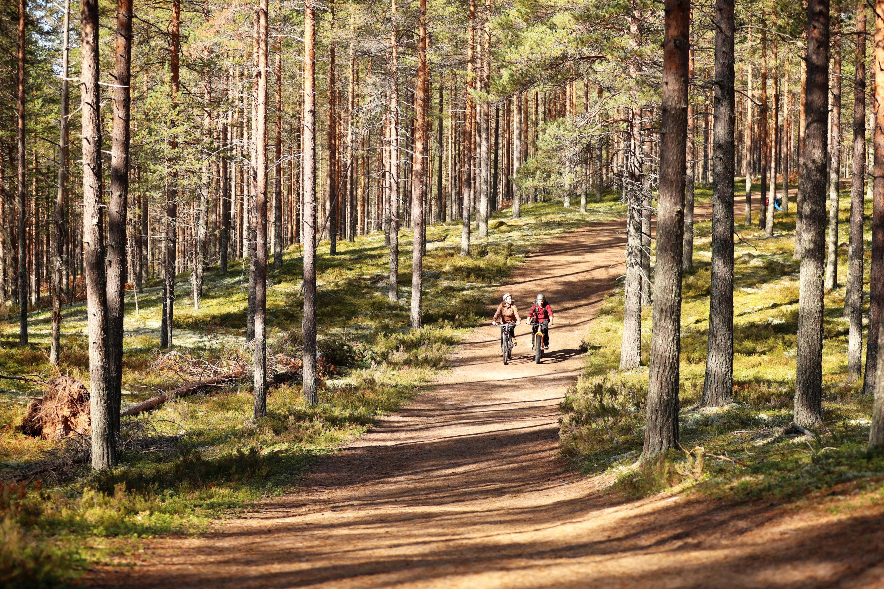 Kuva: Harri Tarvainen / Rokua Geoparks Kaksi maastopyöräilijää hiekkatiellä metsässä. Ympäröivä metsä on valoisaa, kesäistä mäntykangasta.