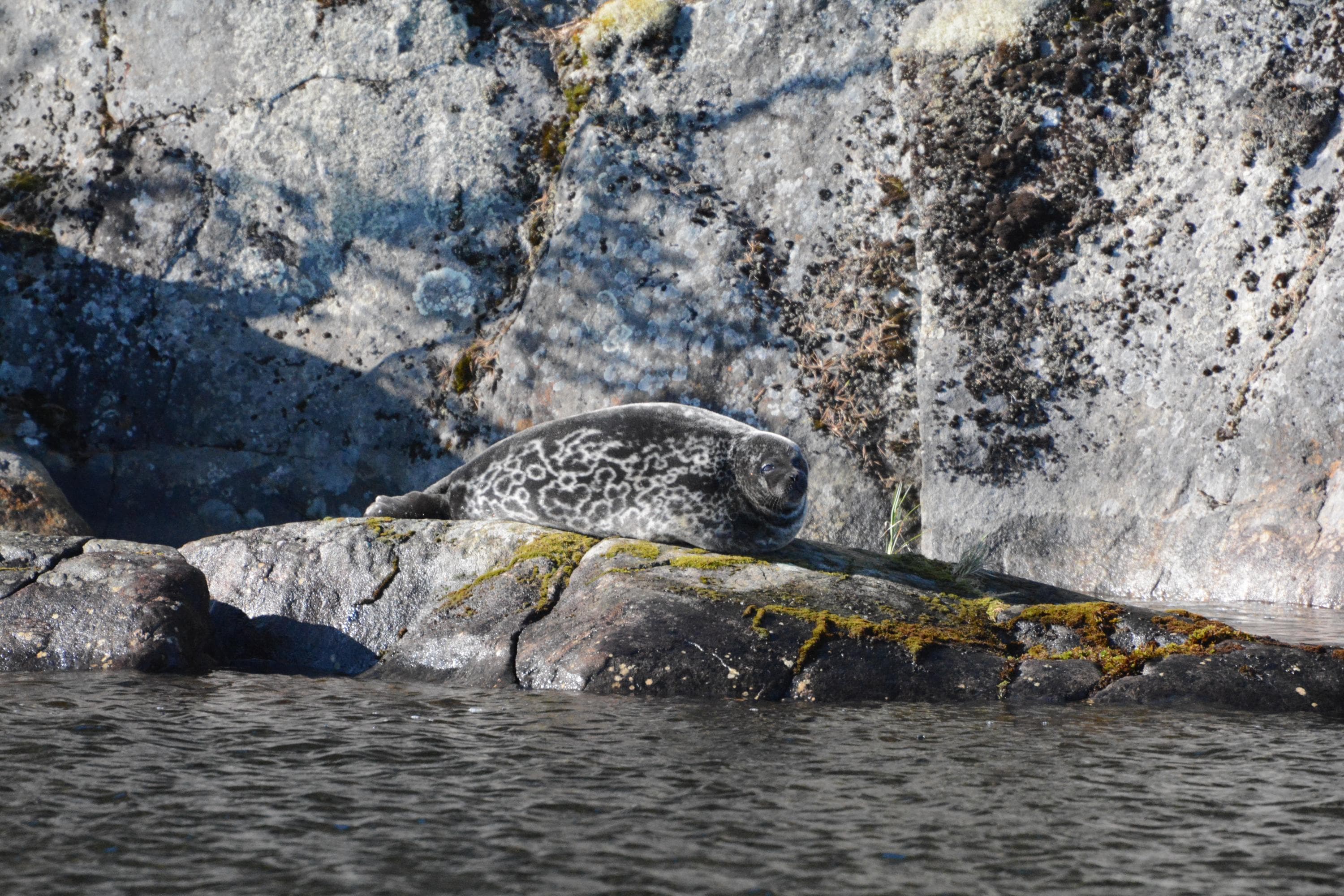 Bild: Miina Auttila Norppa pötköttelee kivellä.