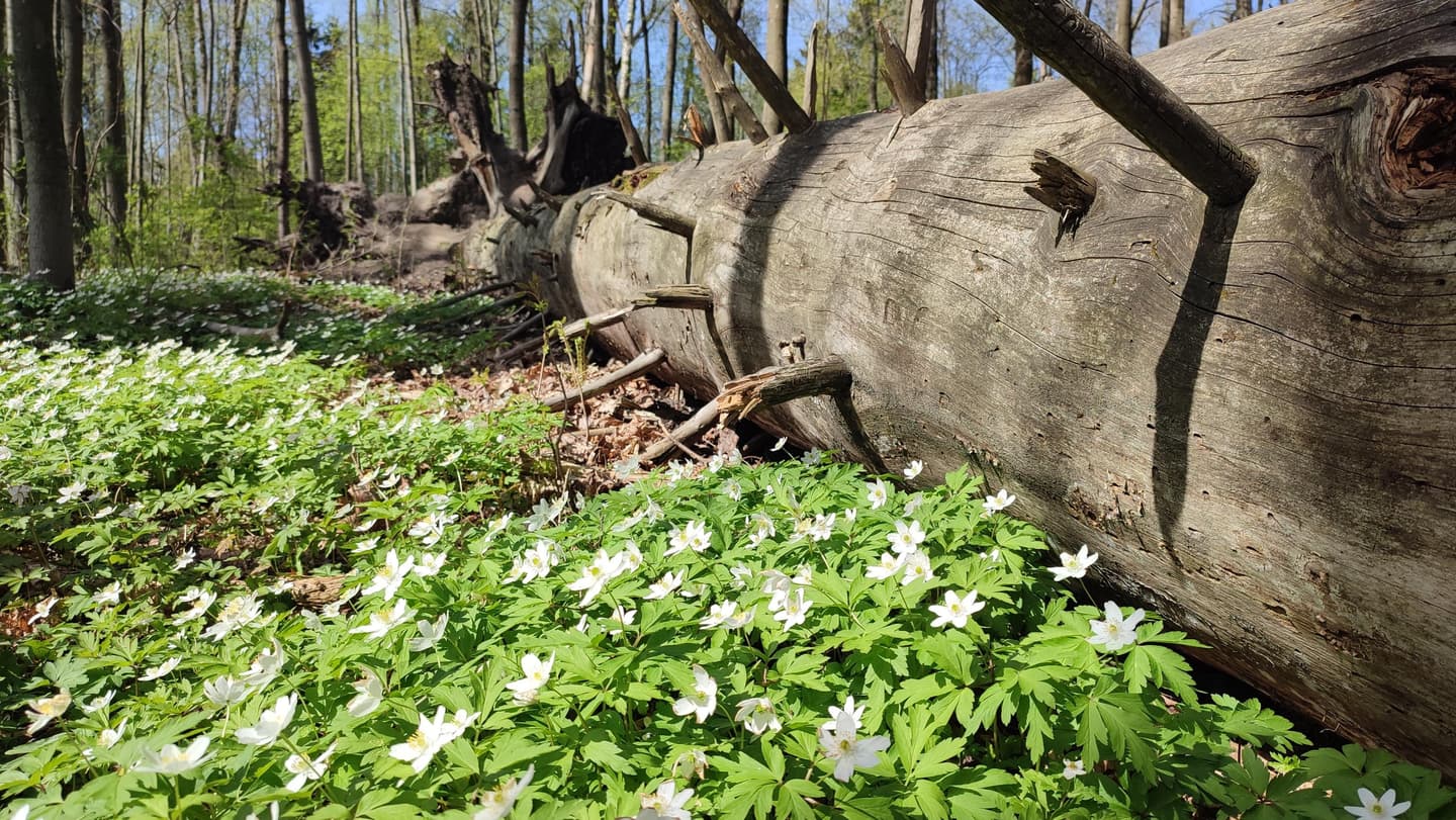 Image: Jussi Helimäki White anemones grow next to a fallen dead tree.