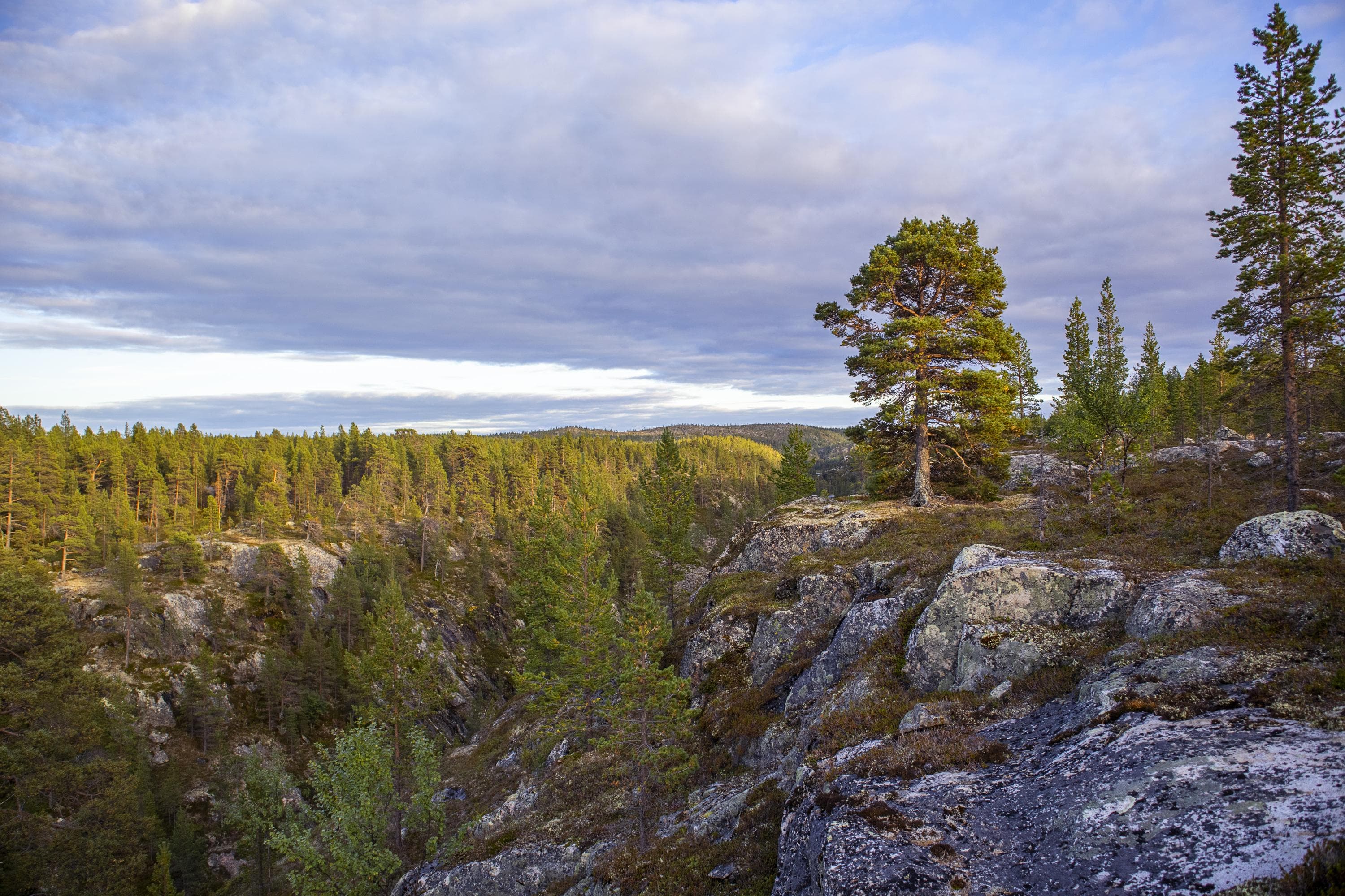 Kuva: Anna Pakkanen Kurun kalliota ja metsää kesällä.