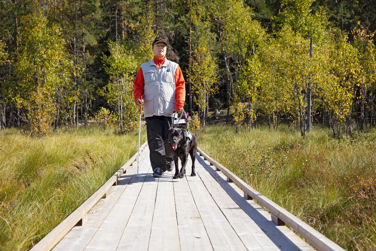 Leveillä pitkoksilla kävelee nainen opaskoiran kanssa.