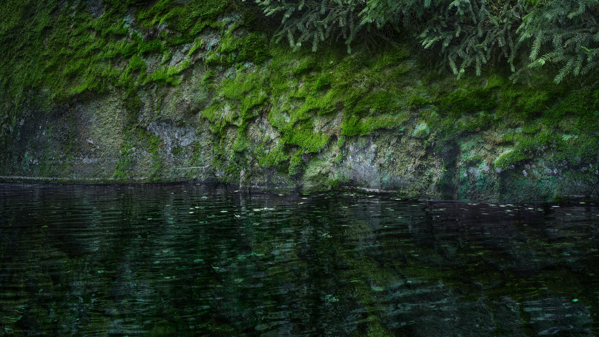 Bild: HAM / Helsinki Biennaali På den branta klippan som sluttar ner mot havet växer det rikligt med mossa.