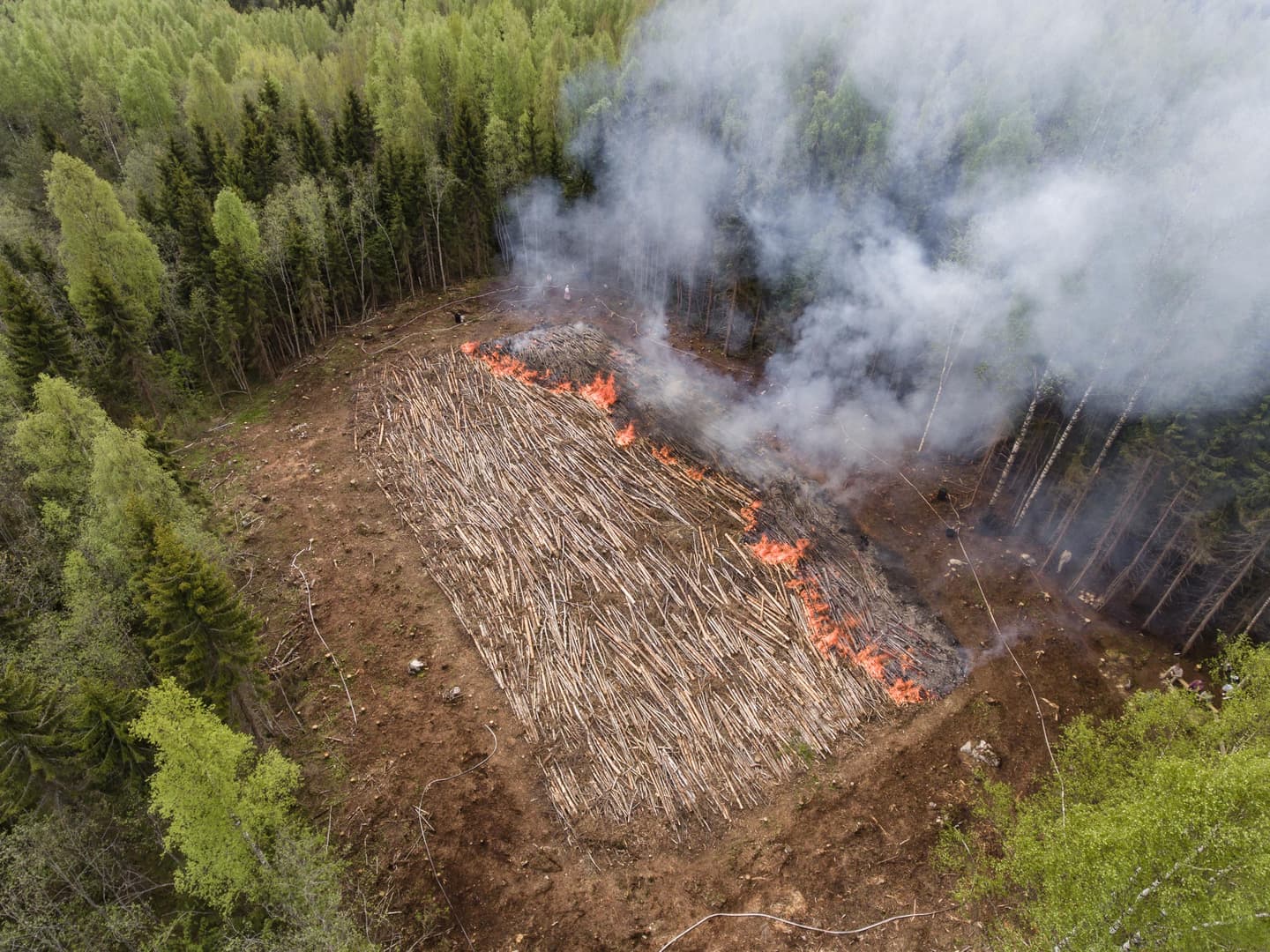 Kuva: Marko Haapalehto Keskellä koivuvaltaista metsää on neliskulmainen hakkuuaukio, joka on peitetty rinnakkain ladotuilla puunrungoilla.