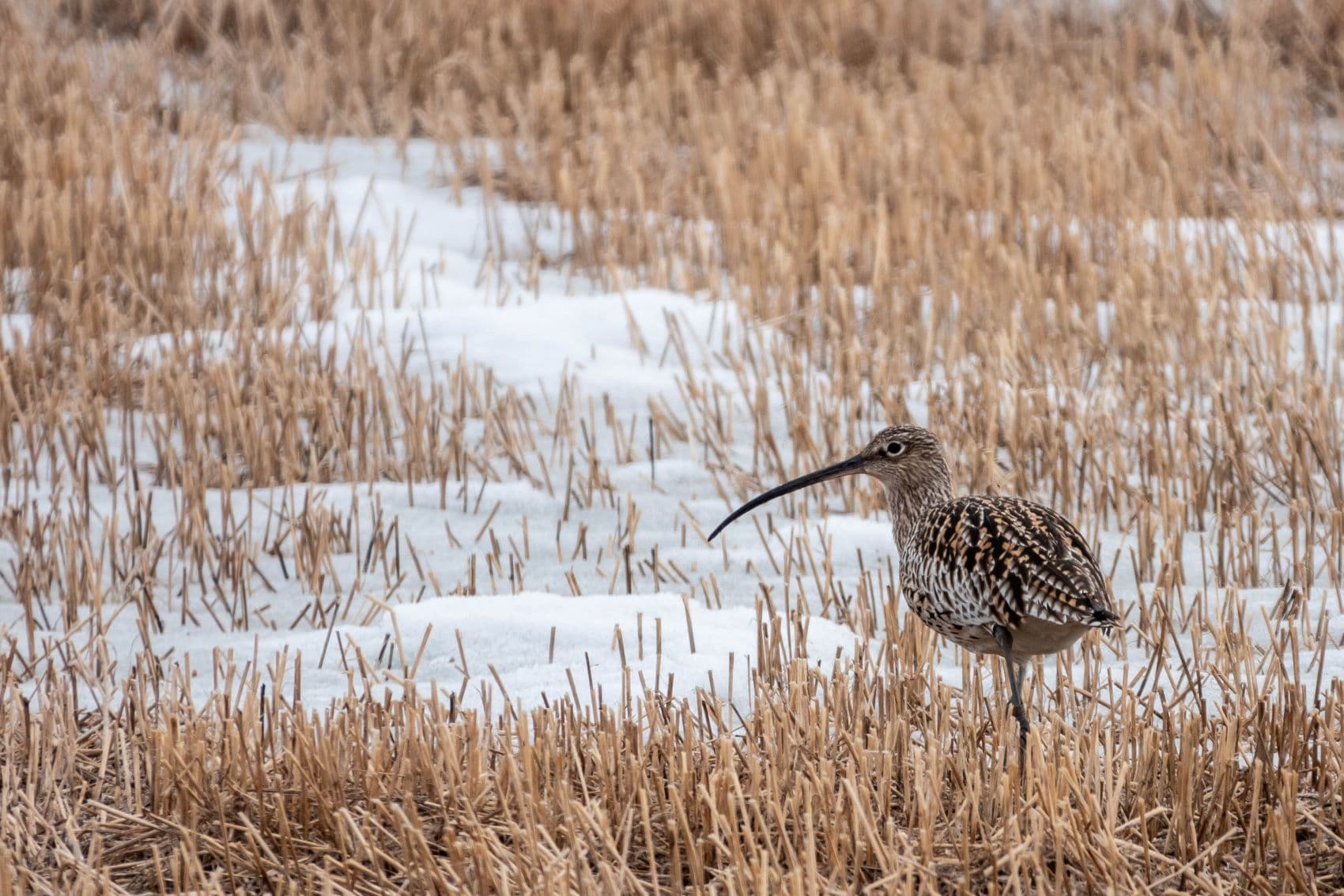Image: Ismo Lampi A bird with a long beak is standing on a snowy stubble field.