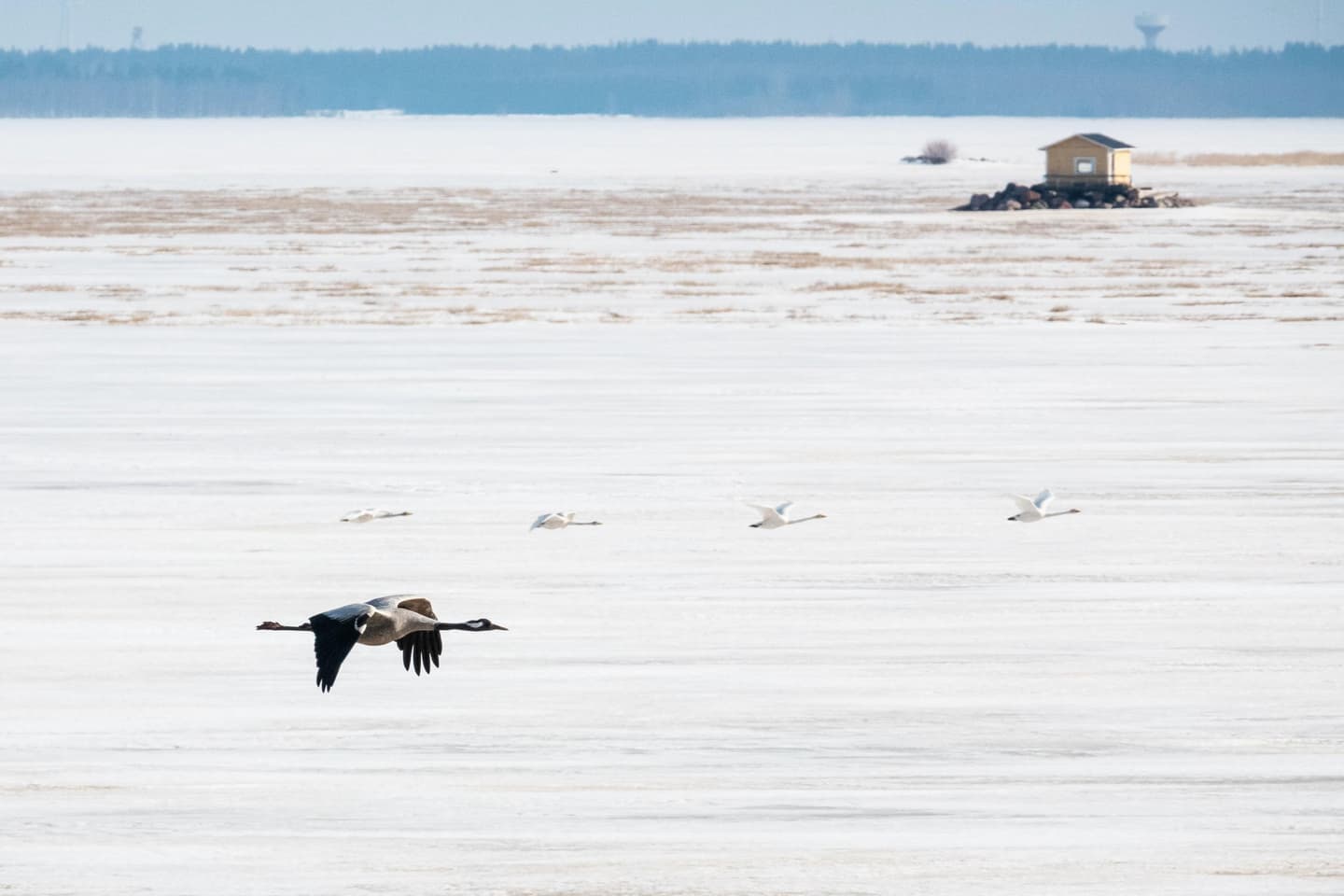 Image: Ismo Lampi Four white swans and one long-necked crane are flying over a frozen bay. In the background, there is a yellow cottage built on a rocky islet.