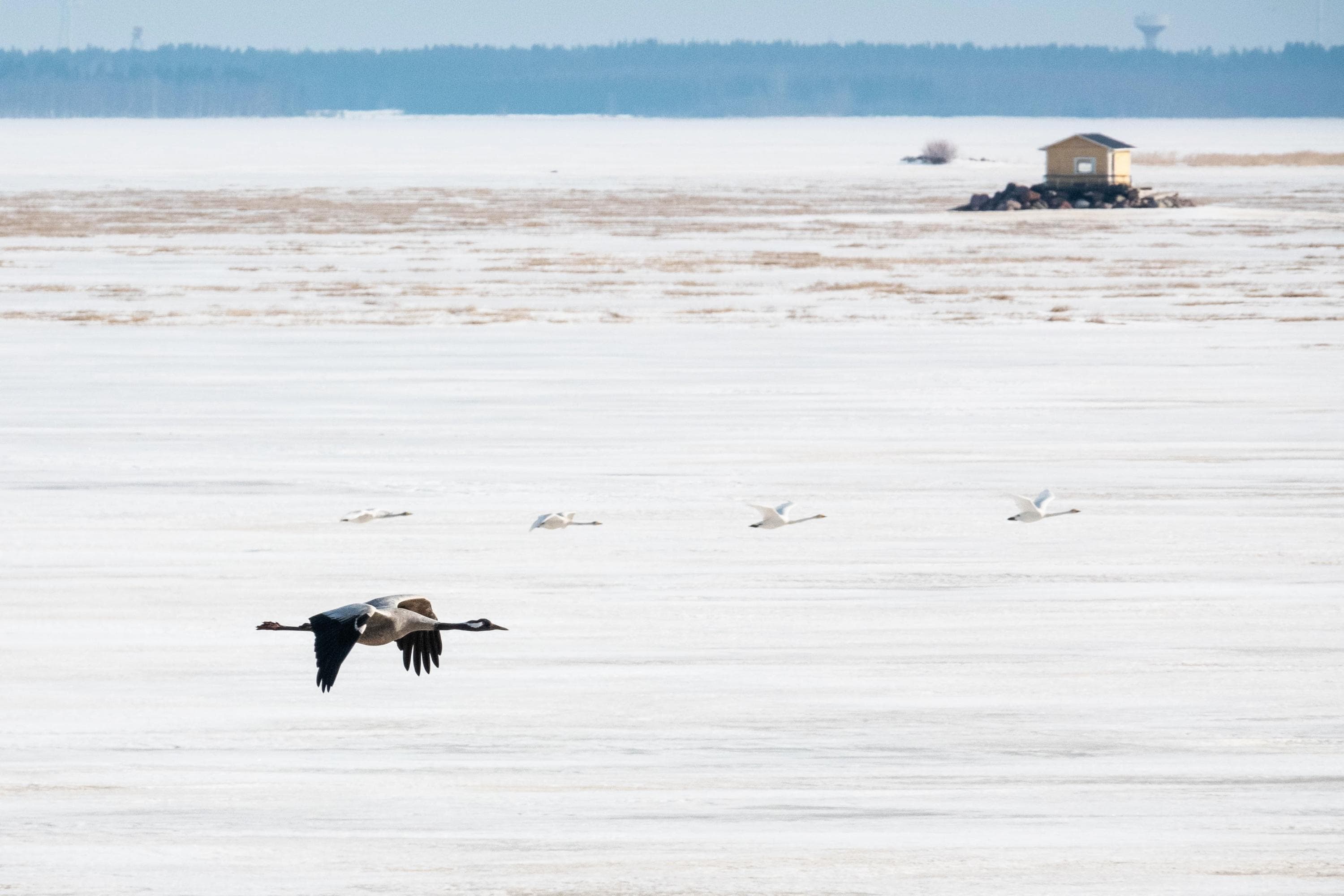 Image: Ismo Lampi Four white swans and one long-necked crane are flying over a frozen bay. In the background, there is a yellow cottage built on a rocky islet.