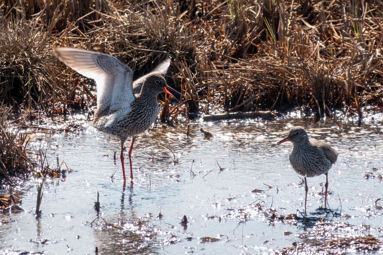 Image: Ismo Lampi Two long-legged birds in shallow coastal water. One of the birds is spreading its wings to the other bird.