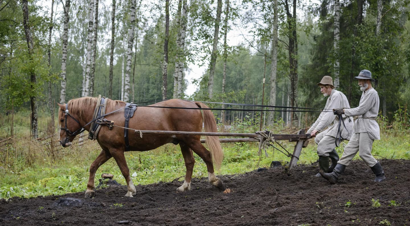 Kuva: Marko Haapalehto Kaksi pellava-asuista henkilöä kyntää poltettua kaskea. Hevonen vetää auraa, toinen kyntäjä ohjaa hevosta ja toinen ohjaa hevosen vetämää puista auraa.