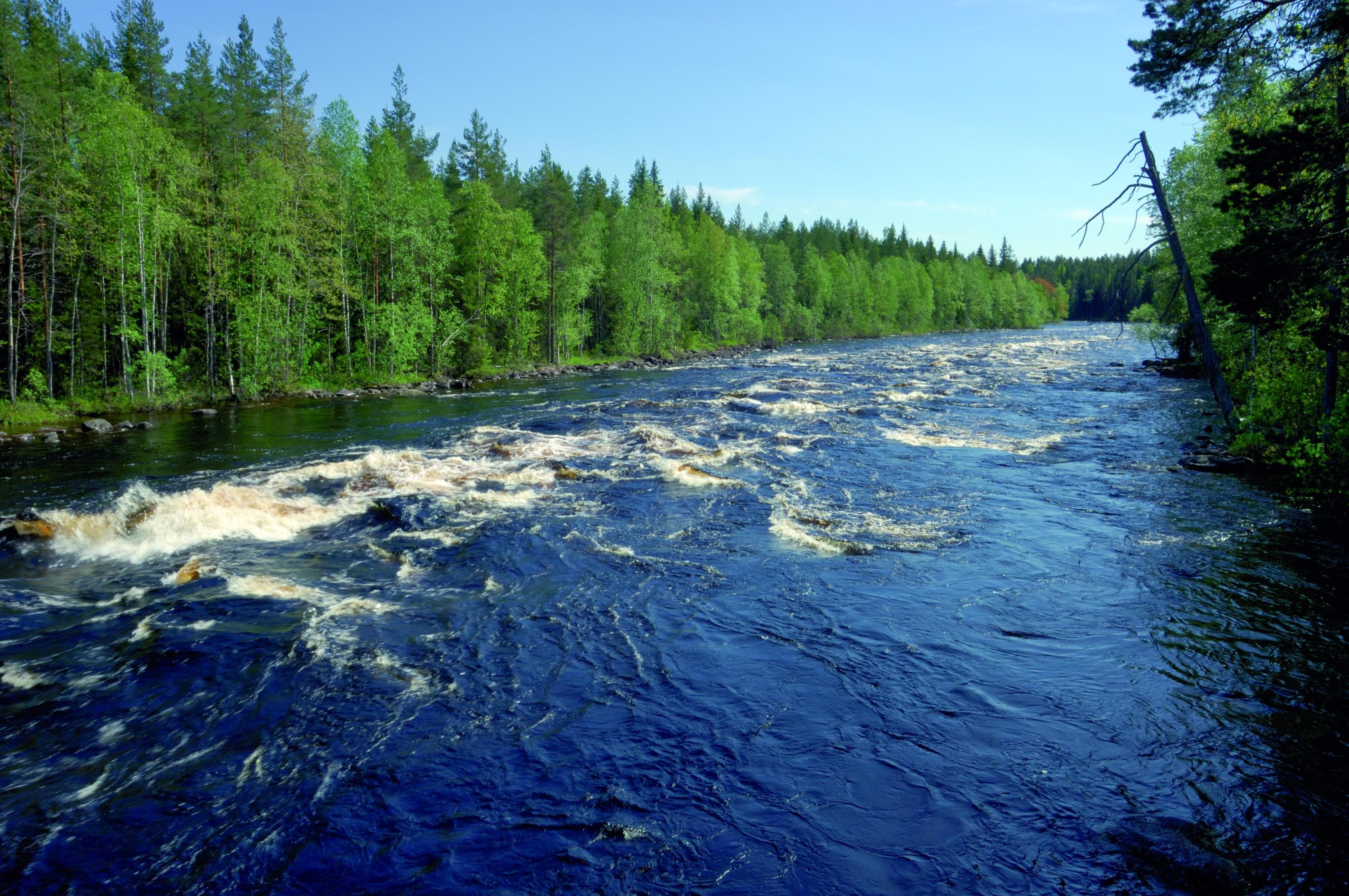 Ett somrigt forslandskap. En strömmande fors i förgrunden och grönskande skog längs stränderna.