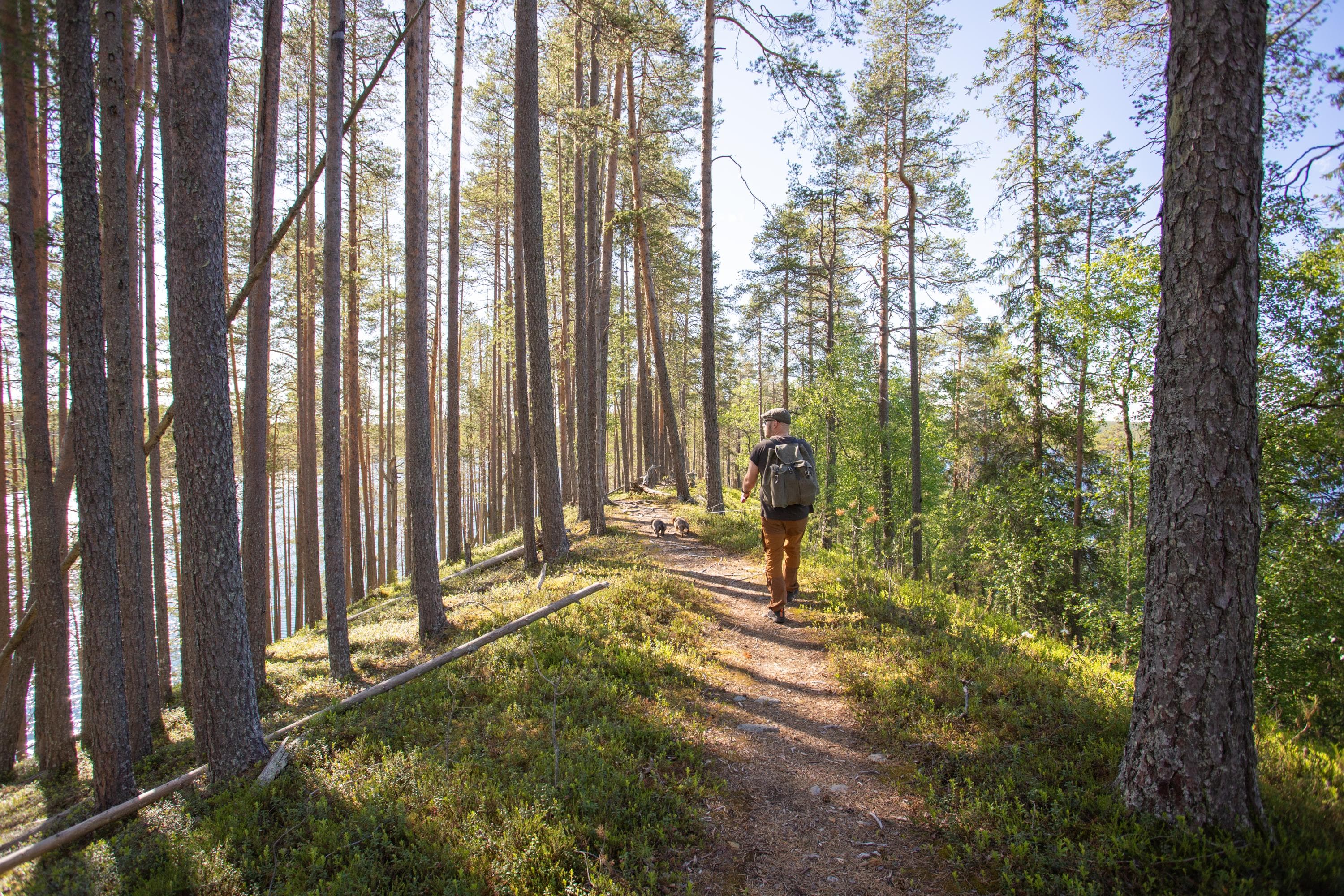 Bild: Minna Niinistö På Harjupolku leder en vandrare två taxar en solig sommardag.