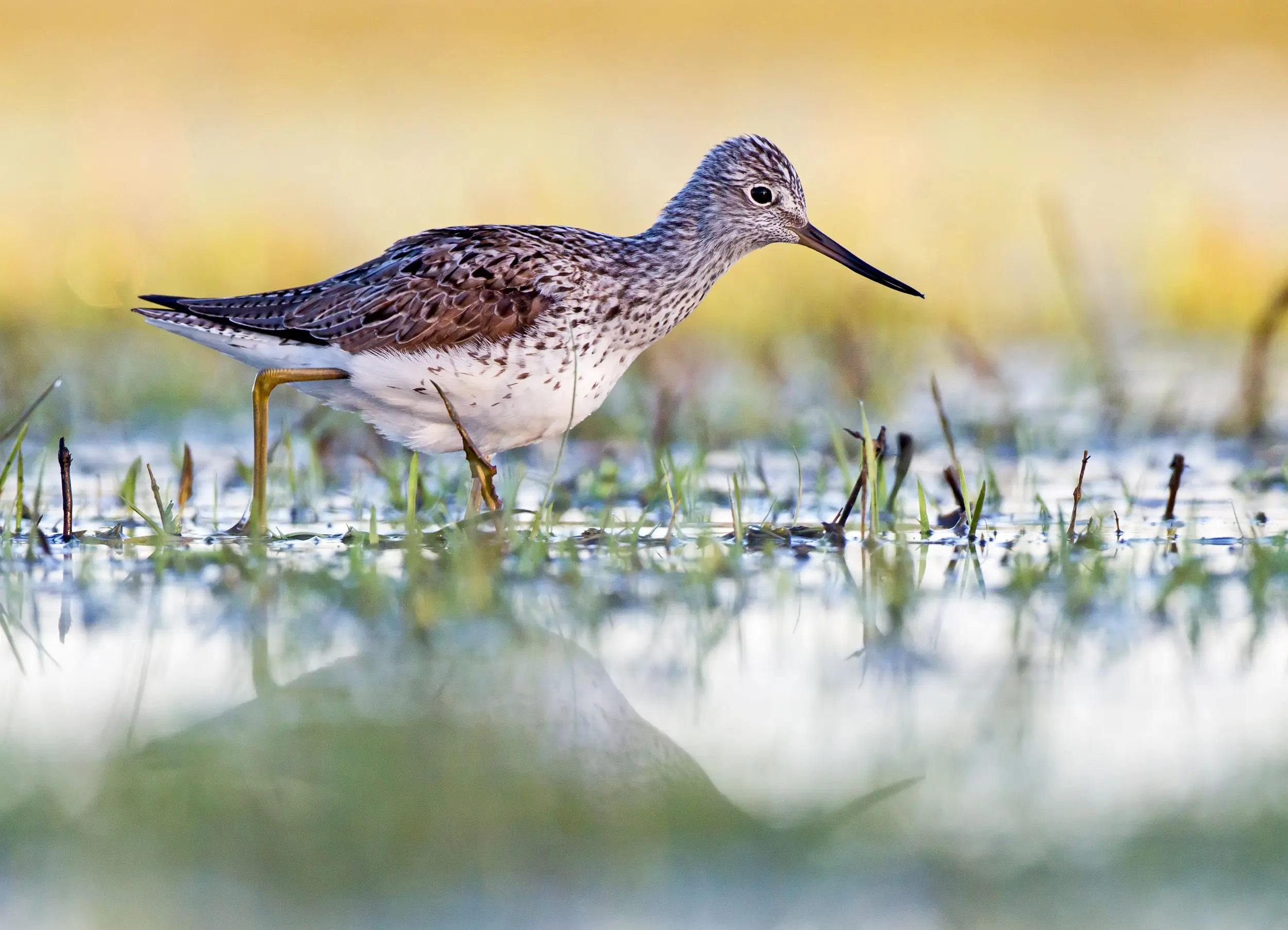 Kuva: Ossi Ilvonen / Vastavalo Valkoharmaa, pitkänokkainen ja pitkäjalkainen kahlaajalintu, valkoviklo kävelee märällä suolla.
