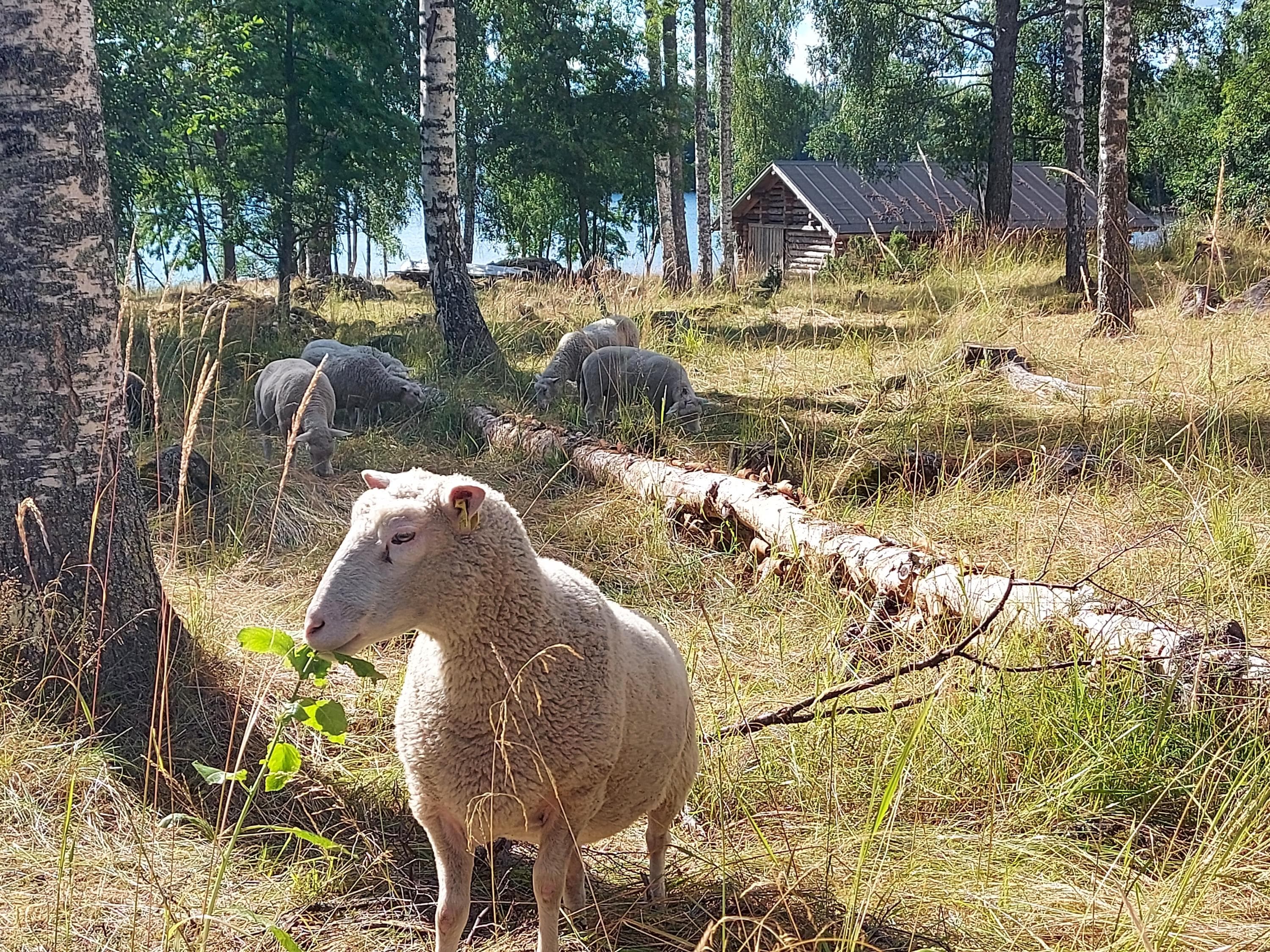 Bild: Teemu Rintala Får betar i strandnära skogsdunge. I bakgrunden en liten timmerbyggnad.