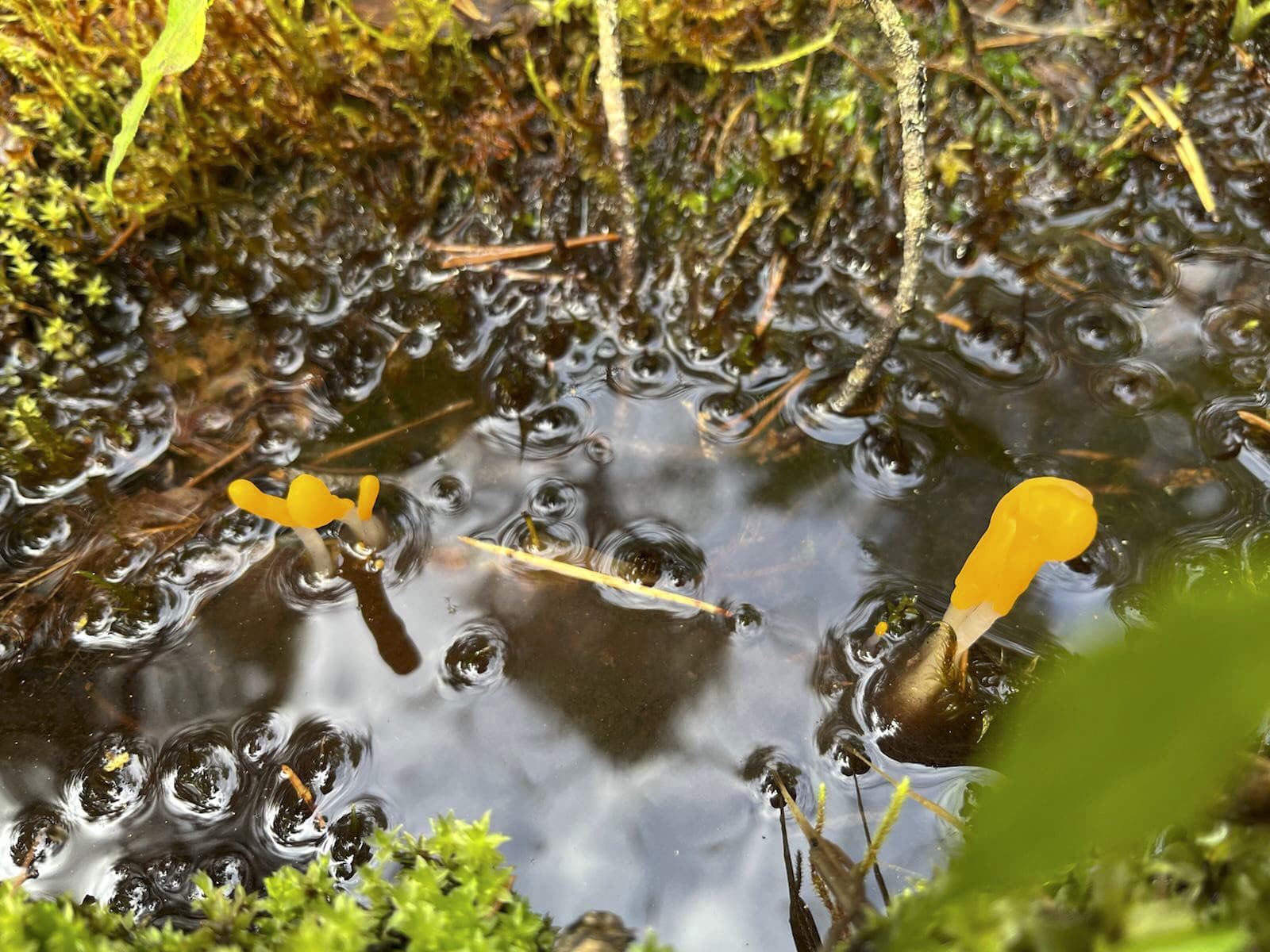 Kuva: Katriina Könönen Sammalten reunustaman pienen vesilammikon pinnalla on muutama keltainen nuija.