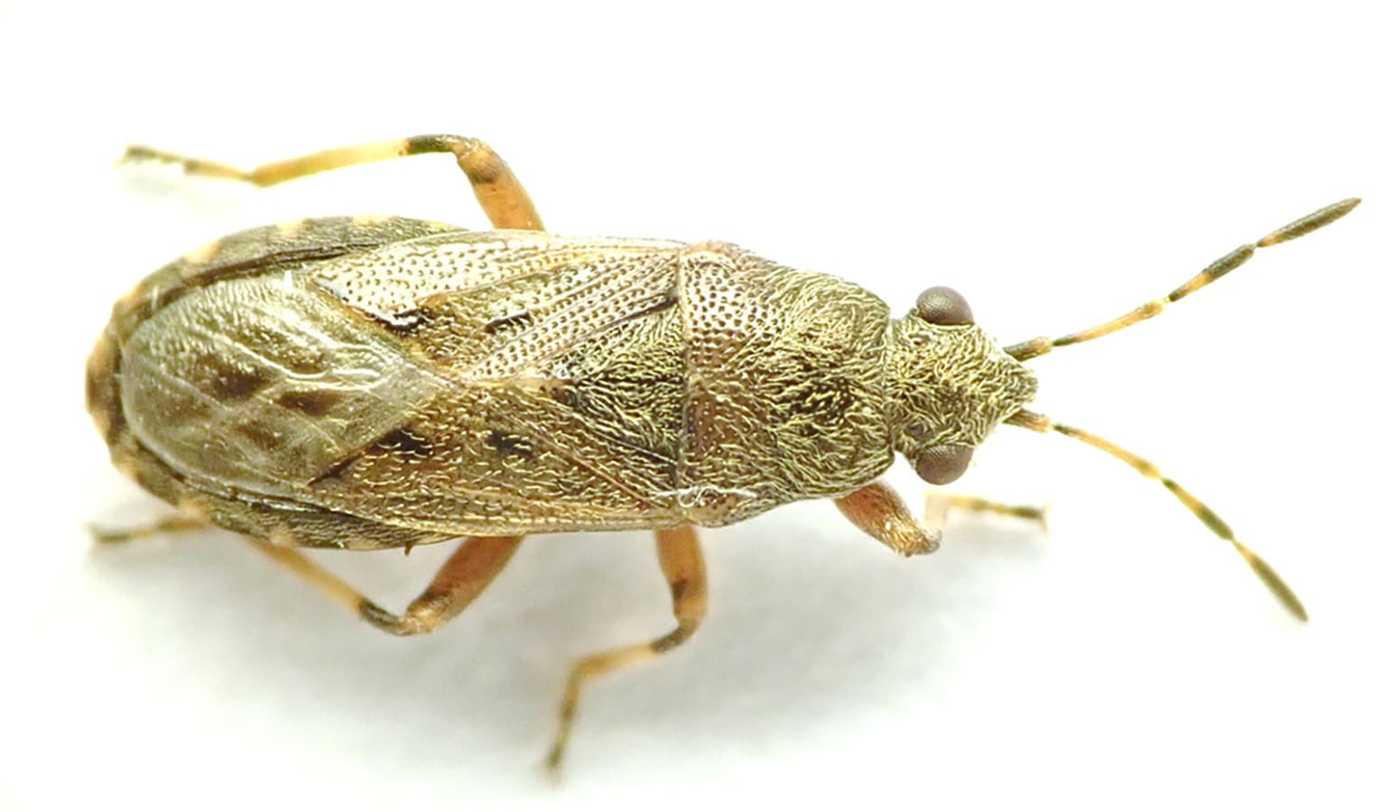 Kuva: Sampsa Malmberg Heterogaster artemisiae aikuinen.