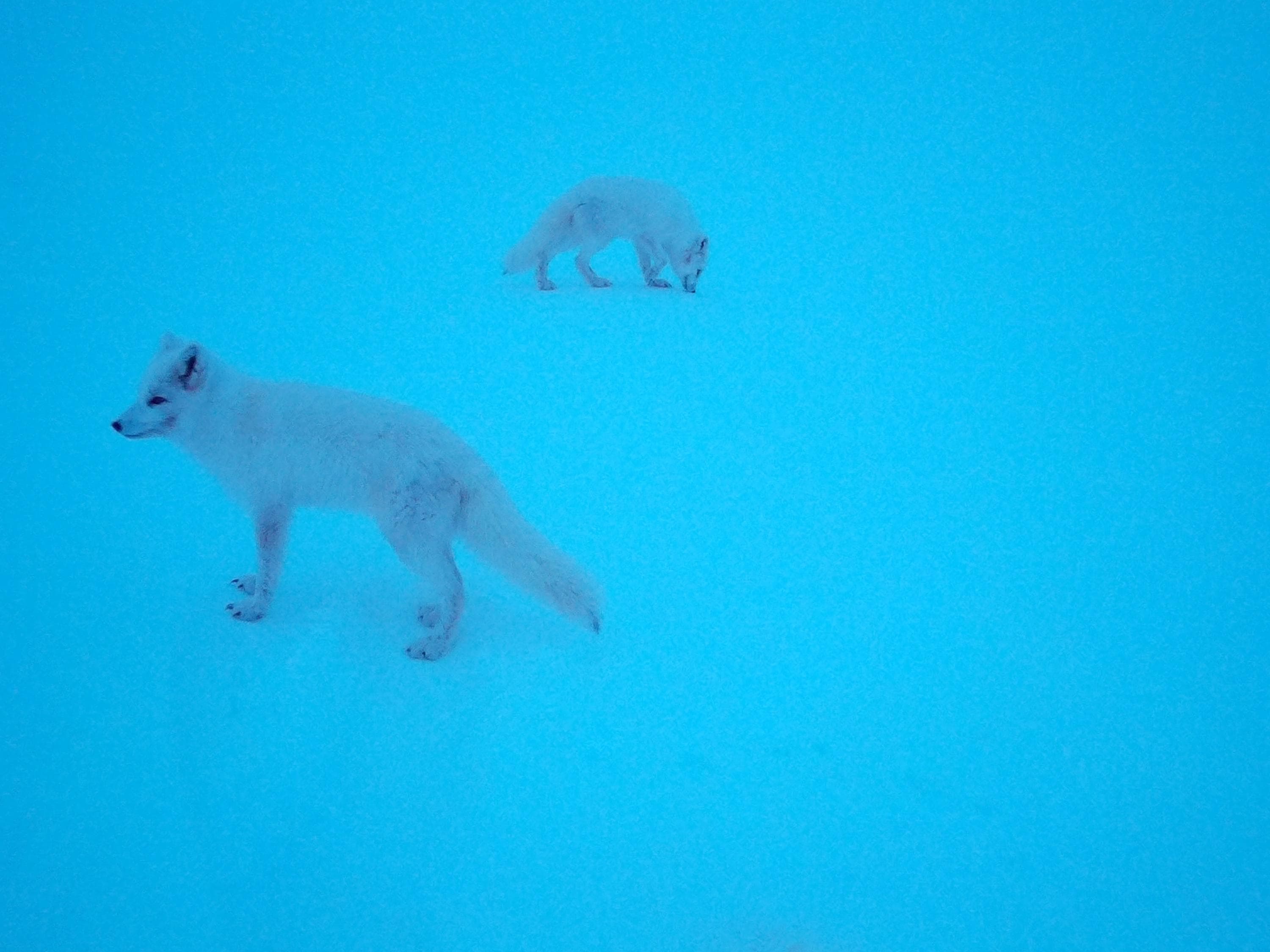 Kuva: Metsähallitus ja WWF Riistakamerakuvassa on kaksi talvipukuista naalia.