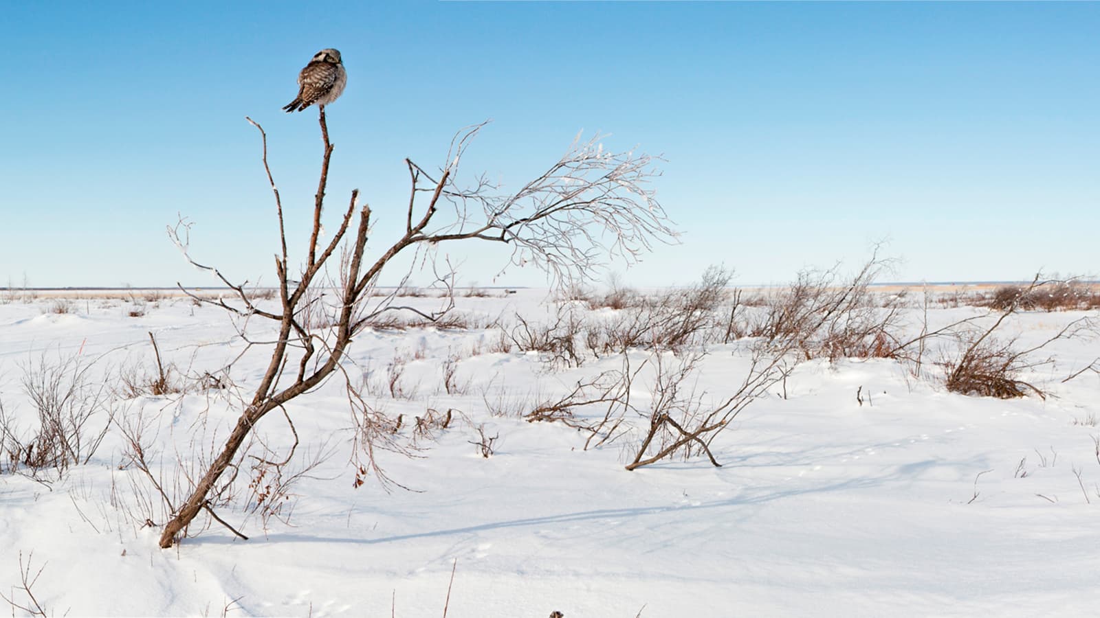 Kuva: Mika Honkalinna Pöllö matalan puun latvassa lumisella aukealla.