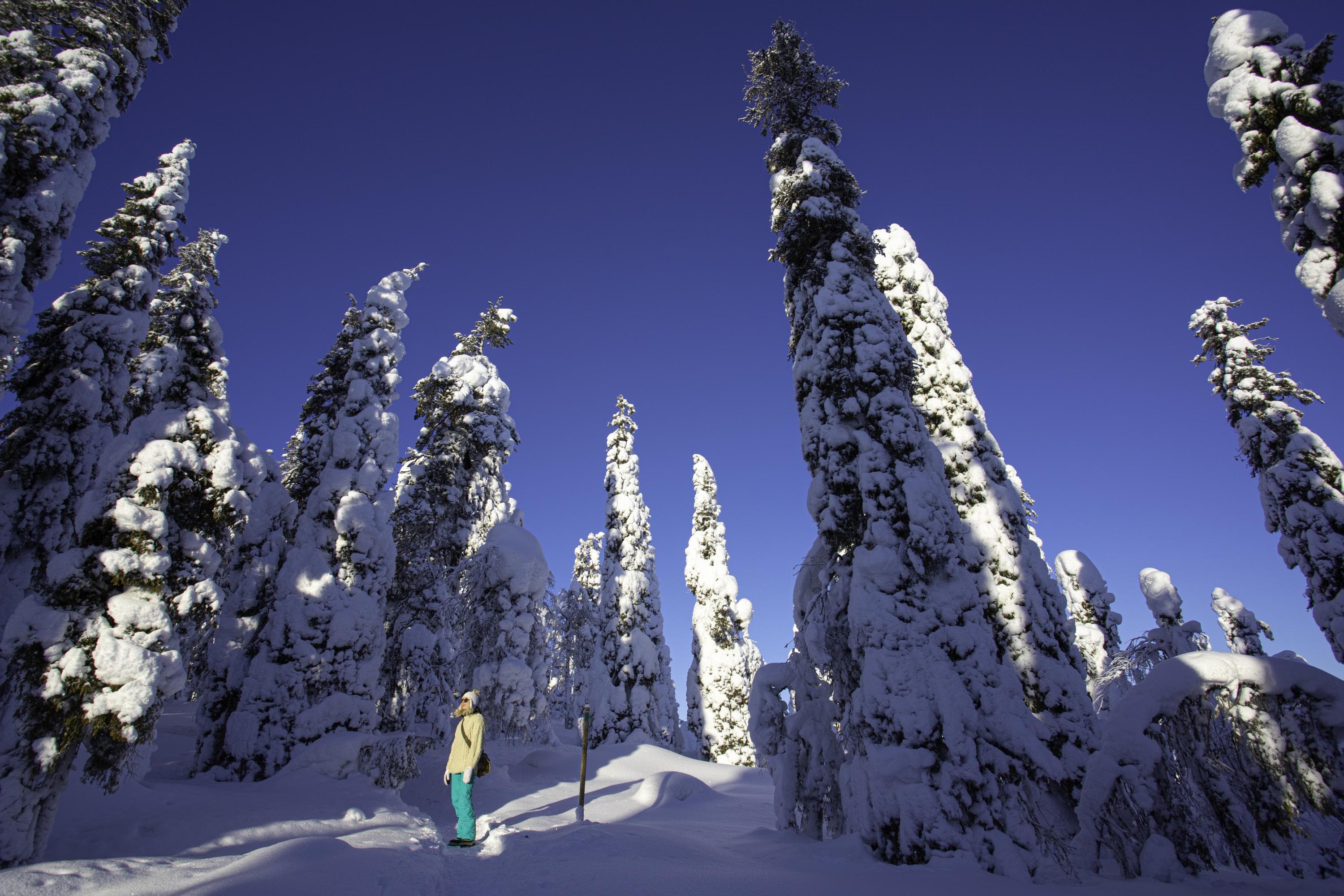 Kuva: Minna Niinistö Retkeilijä seisoo tykkypuiden keskellä.