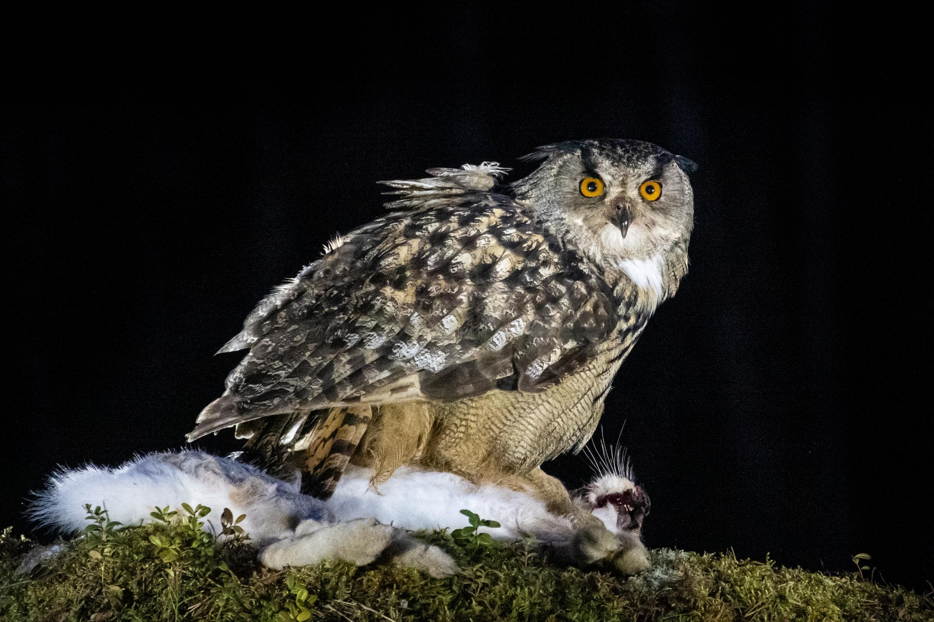 Kuva: Ismo Lampi Pimeässä istuva pöllölintu.