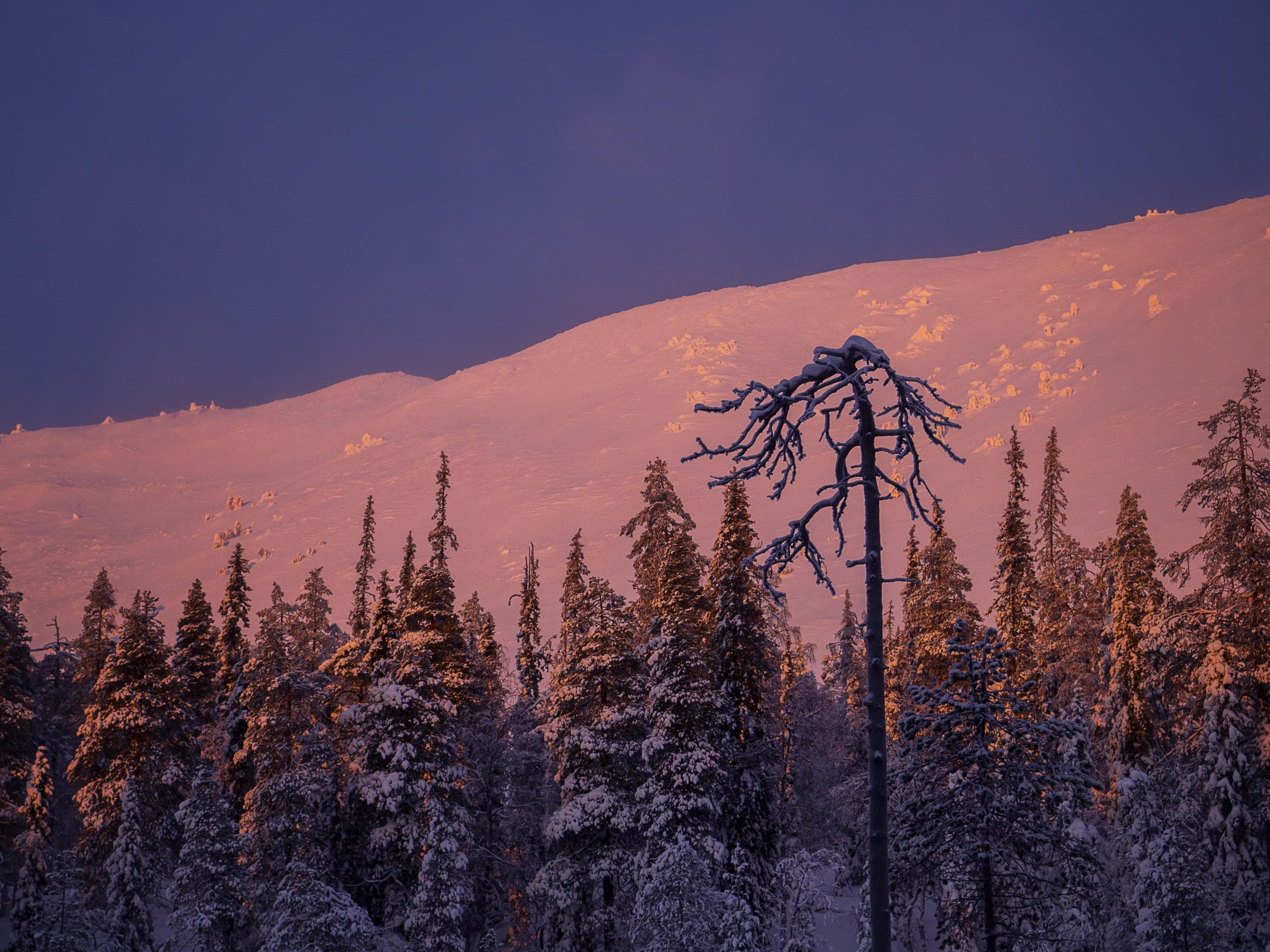 Kuva: Anna Pakkanen Puiden takaa kohoaa luminen tunturi.
