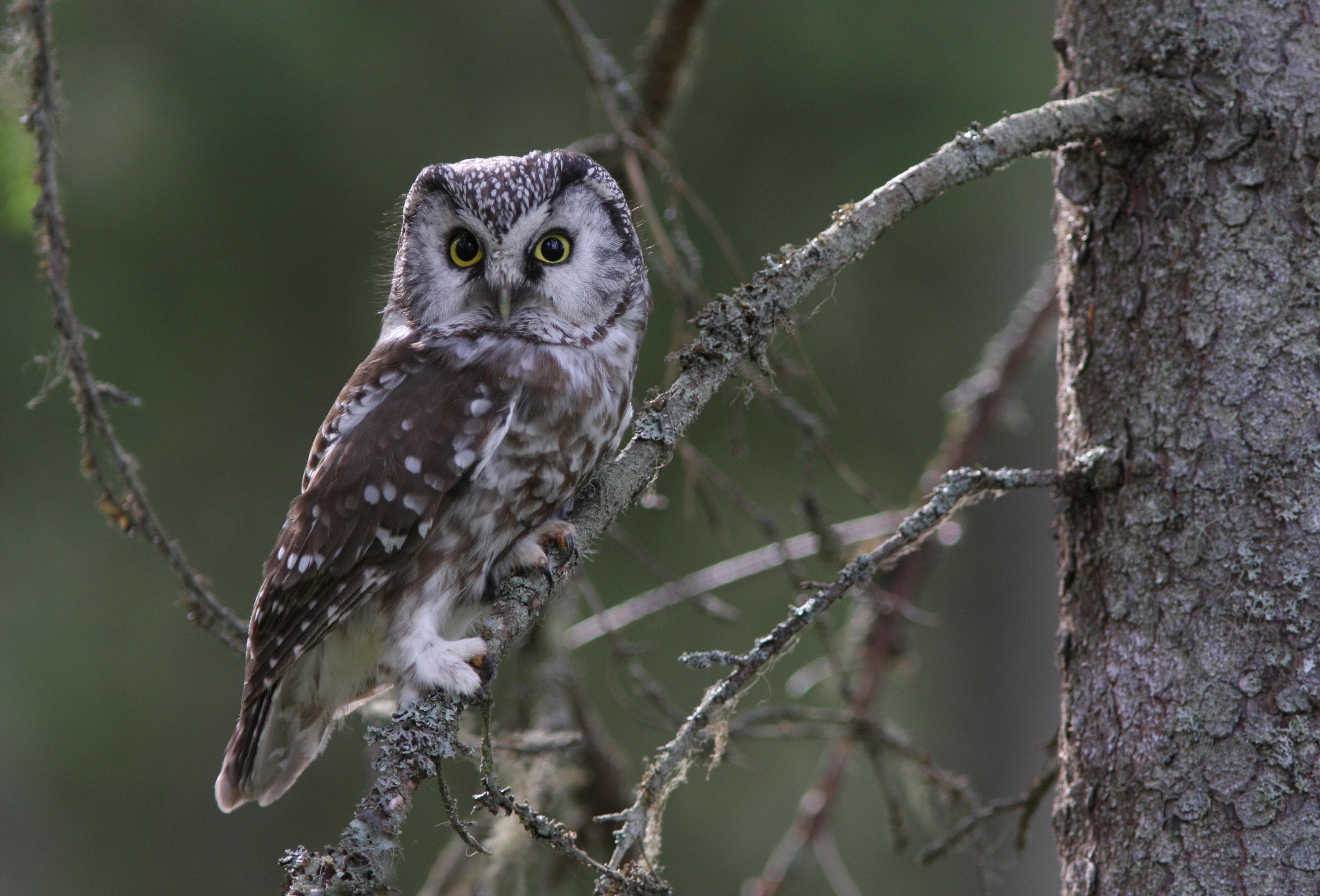 Kuva: Ismo Nousiainen /Taikapolku Pöllö istuu puunoksalla.