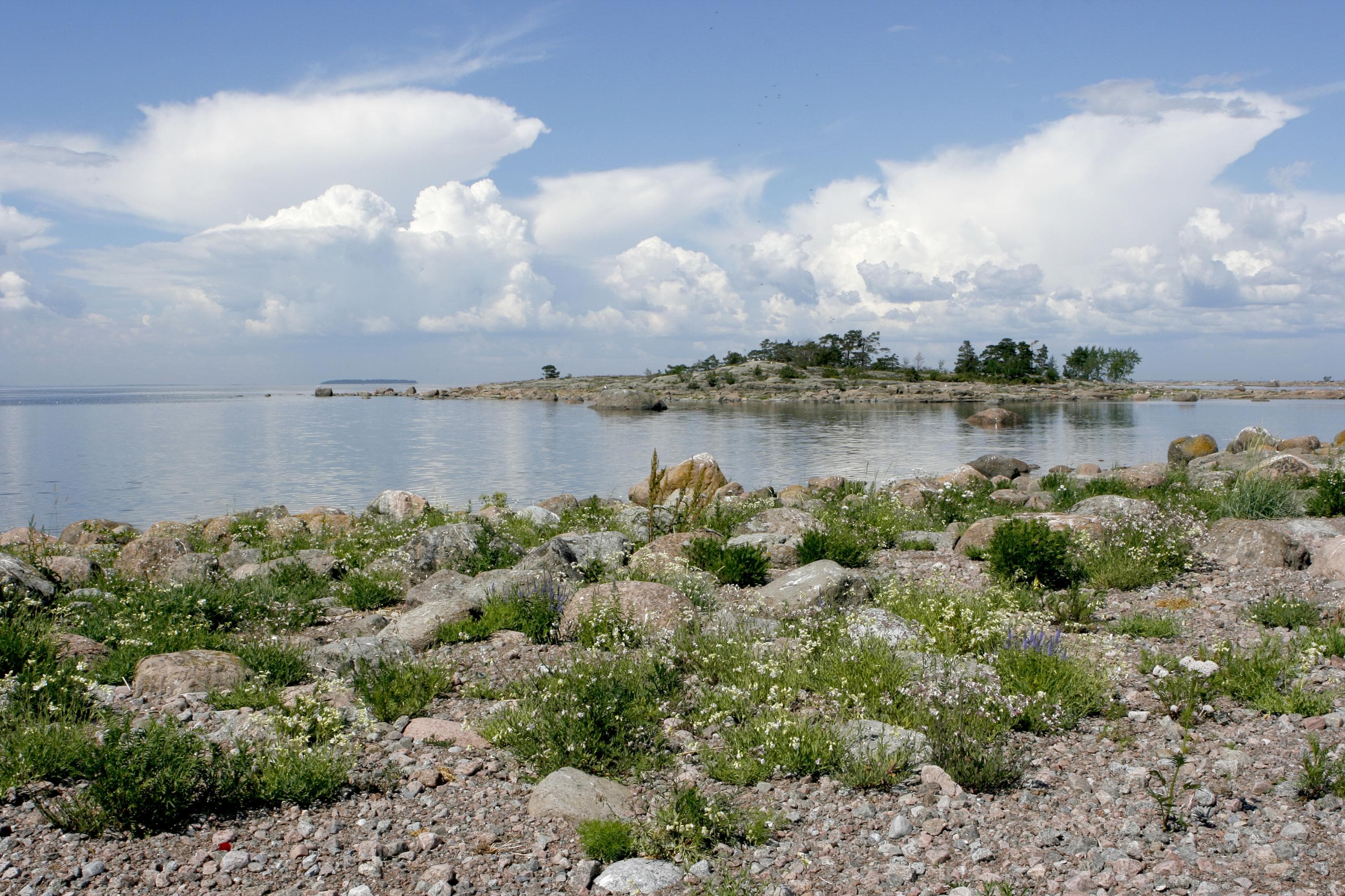 Kuva: Mika Rokka Kesäinen merimaisema. Kivikkoisella rannalla on kukkivia kasveja ja merellä kallioluoto jonka päällä kasvaa pieniä puita.