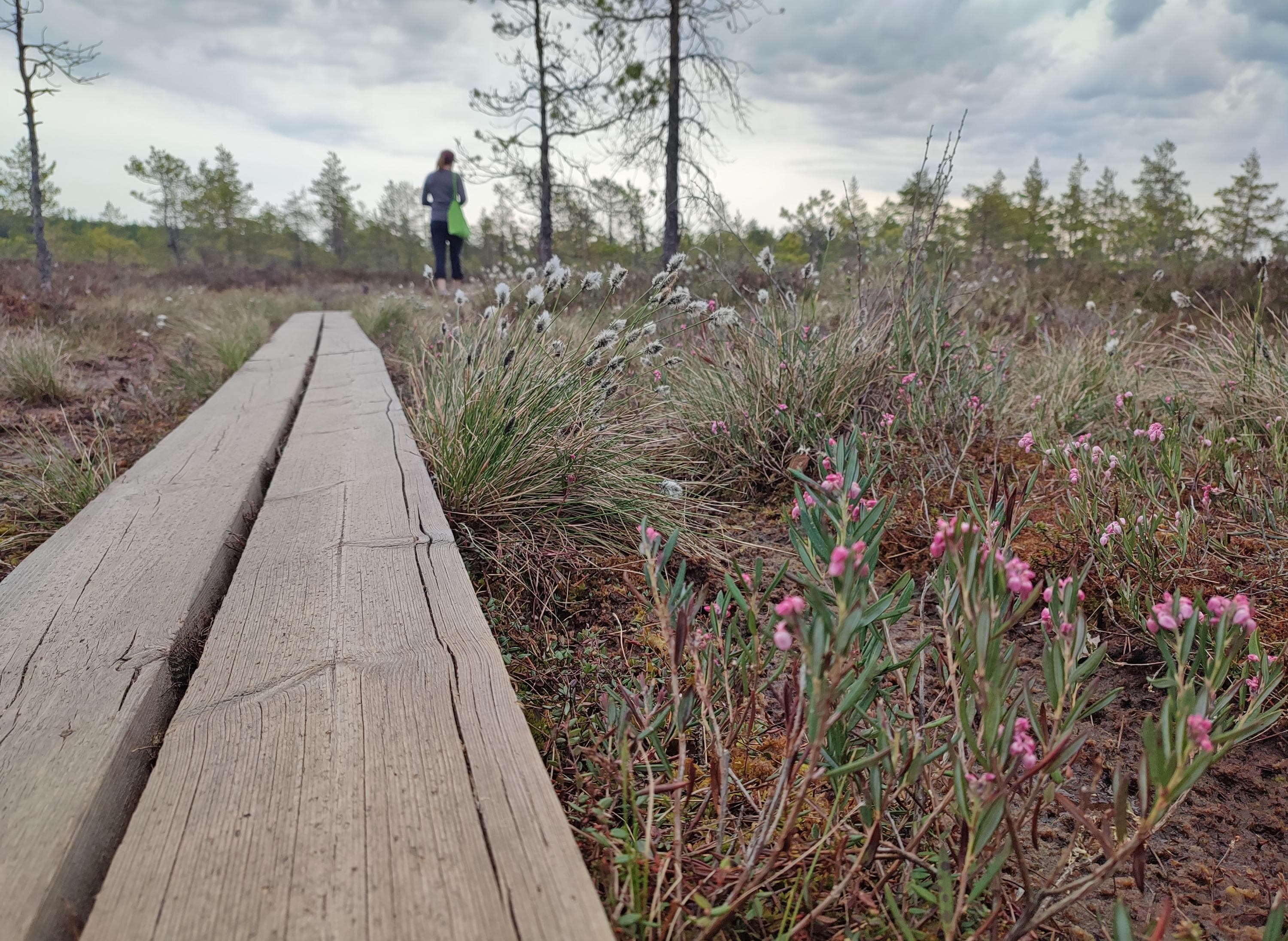 Kuva: Jussi Helimäki Etualalla pitkokset ja suokasvillisuutta. Kauempana retkeilijä kassin kera.