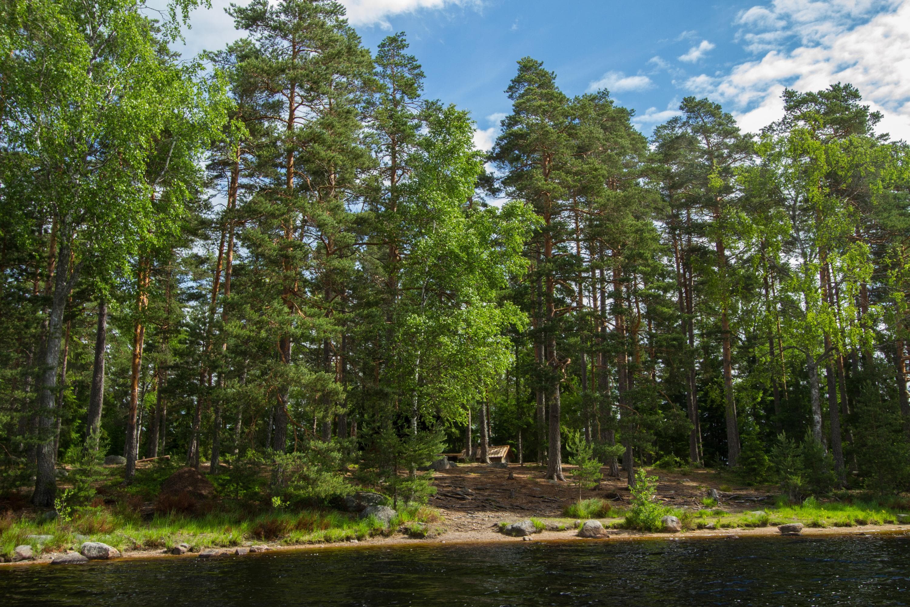 Kuva: Mika Viitanen Taukopaikka rannan tuntumassa sekametsän siimeksessä.