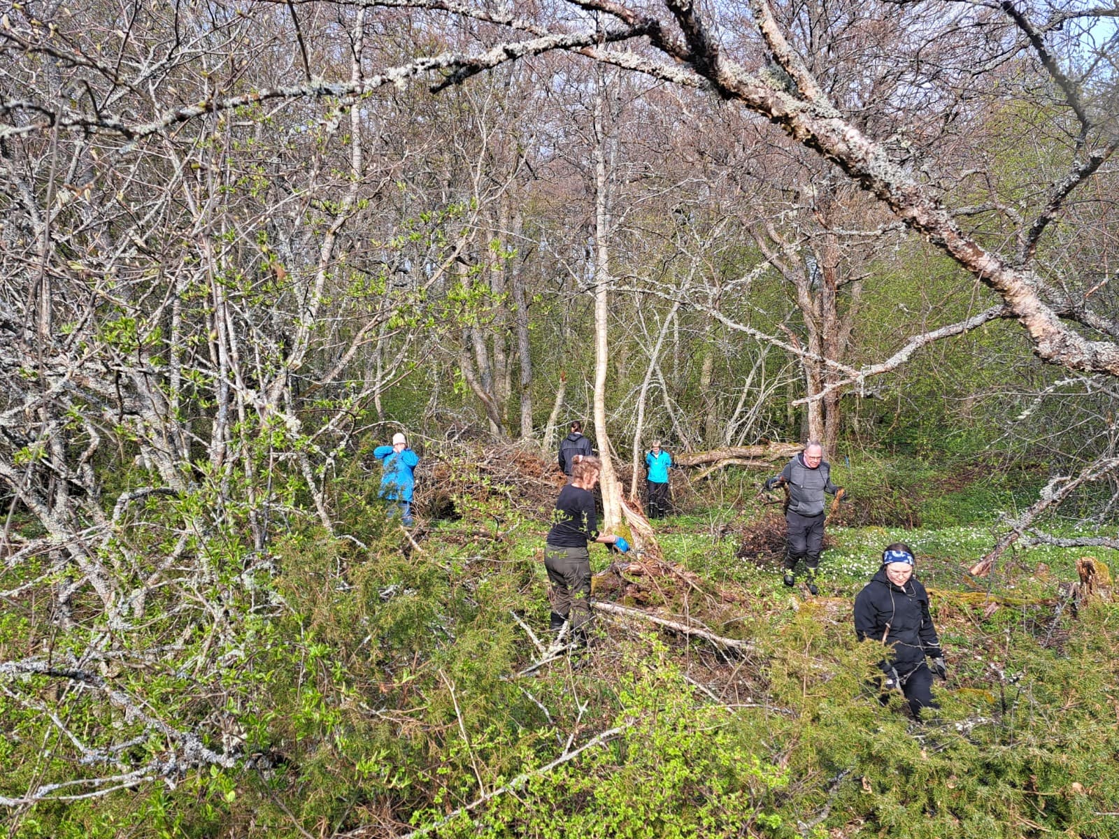 Kuva: Markus Jaskari Ihmiset raivaavat ryteikköistä metsää.