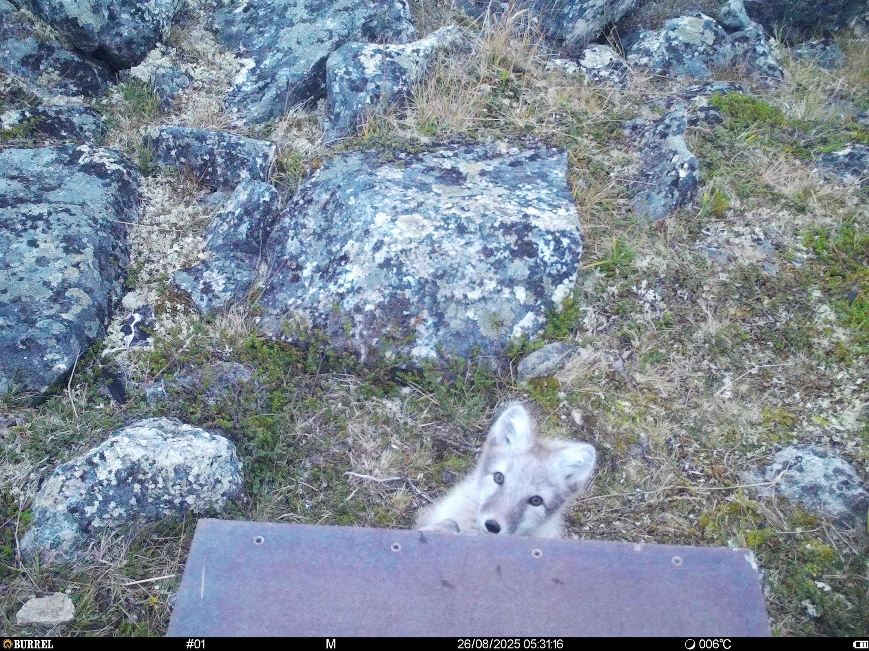 Kuva: Metsähallitus ja WWF Naali kurkistaa automaatista.