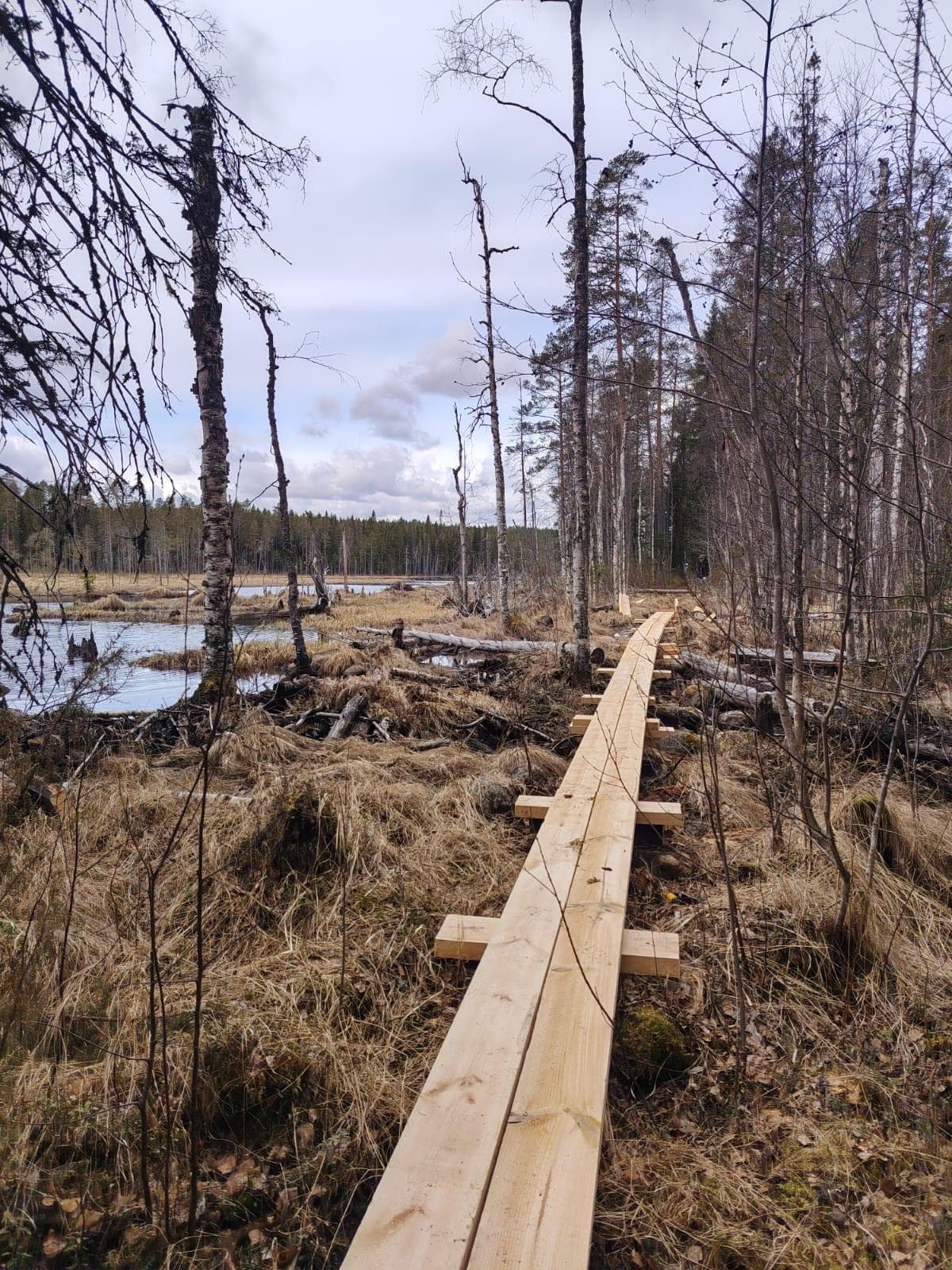 Kuva: Hannu Matilainen Keskellä pitkospuut, reunoilla suota, taustalla metsää.