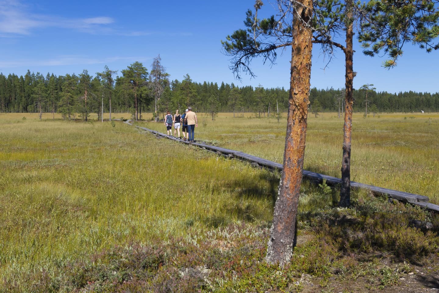 Kuva: Timo Nieminen Neljä henkilöä kävelee pitkoksia pitkin suolla aurinkoisena kesäpäivänä.