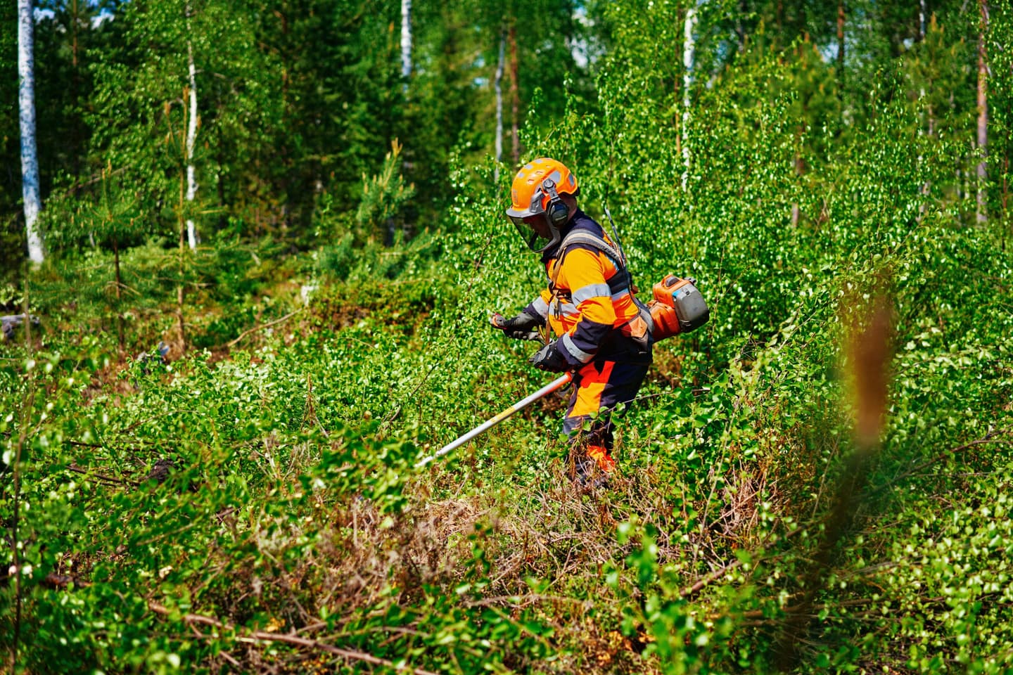 Kuva: Mikko Törmänen / Keksi. Henkilöllä on työ- ja turvavarusteet päällä ja hän raivaa raivaussahalla pusikkoa.